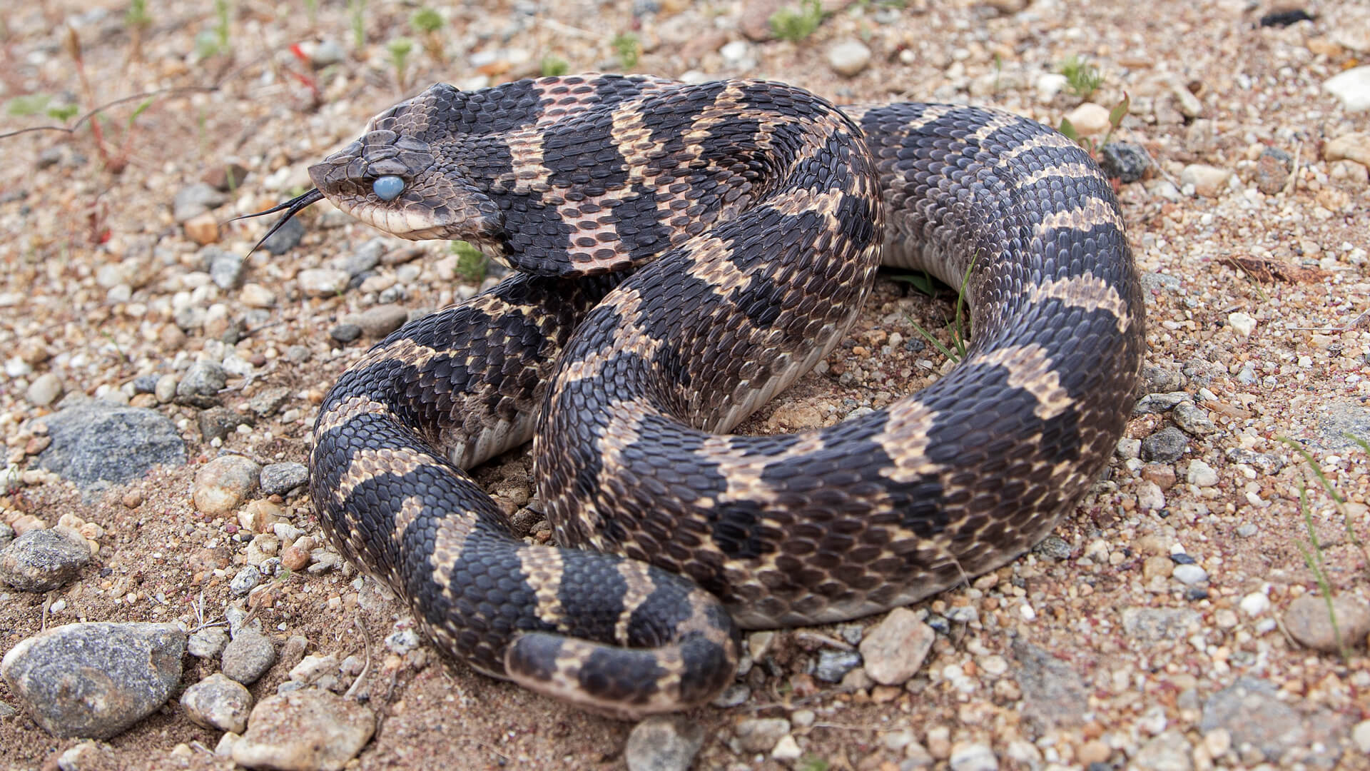 Eastern Hognose Snake