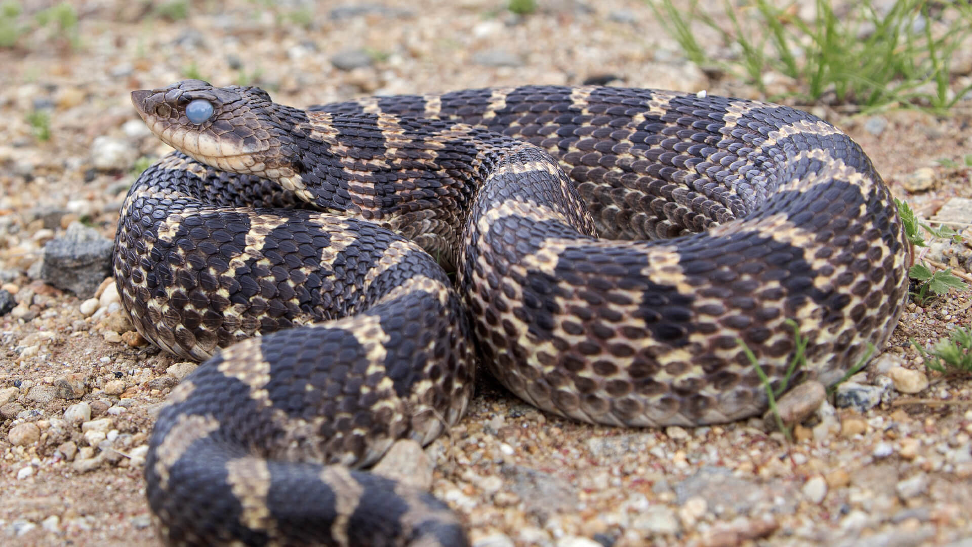 Eastern Hognose Snake