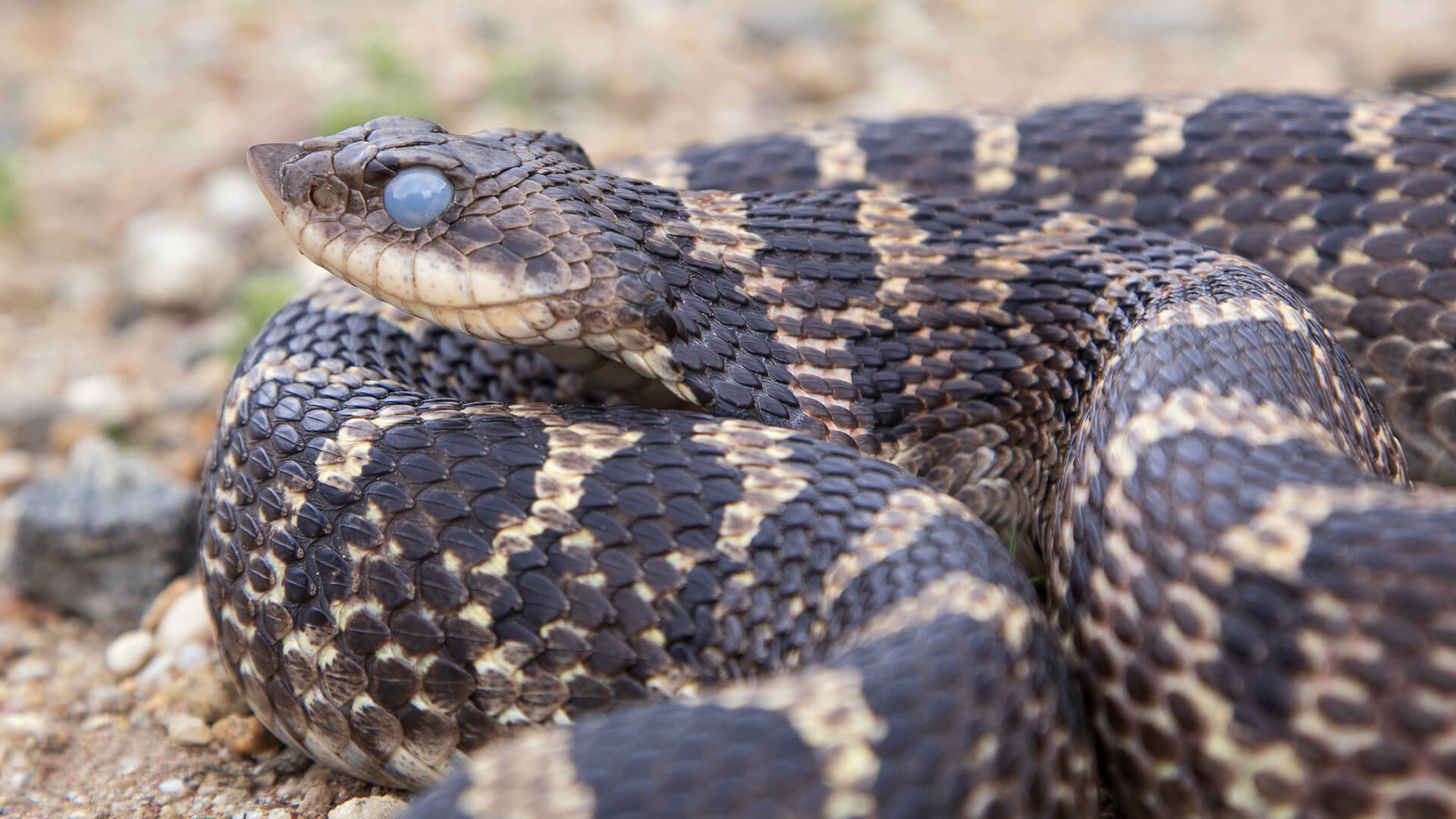 Eastern Hognose Snake
