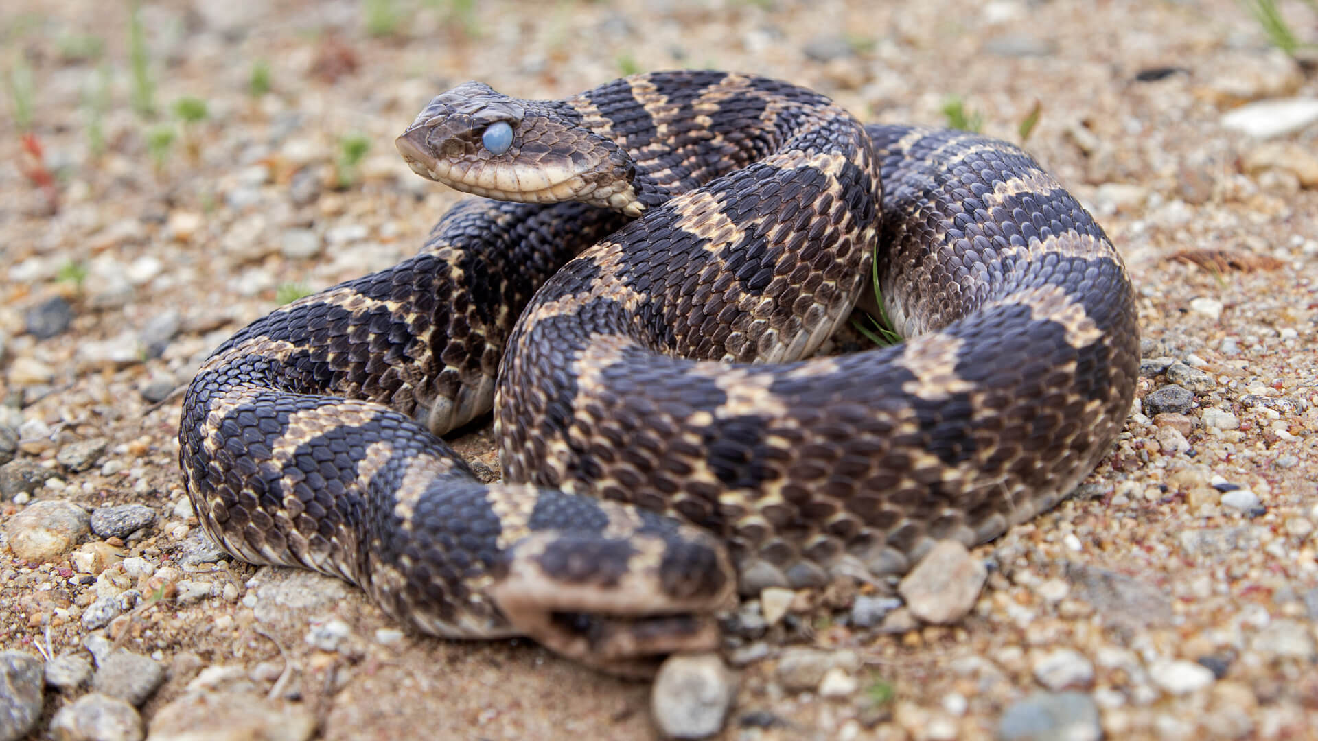 Eastern Hognose Snake