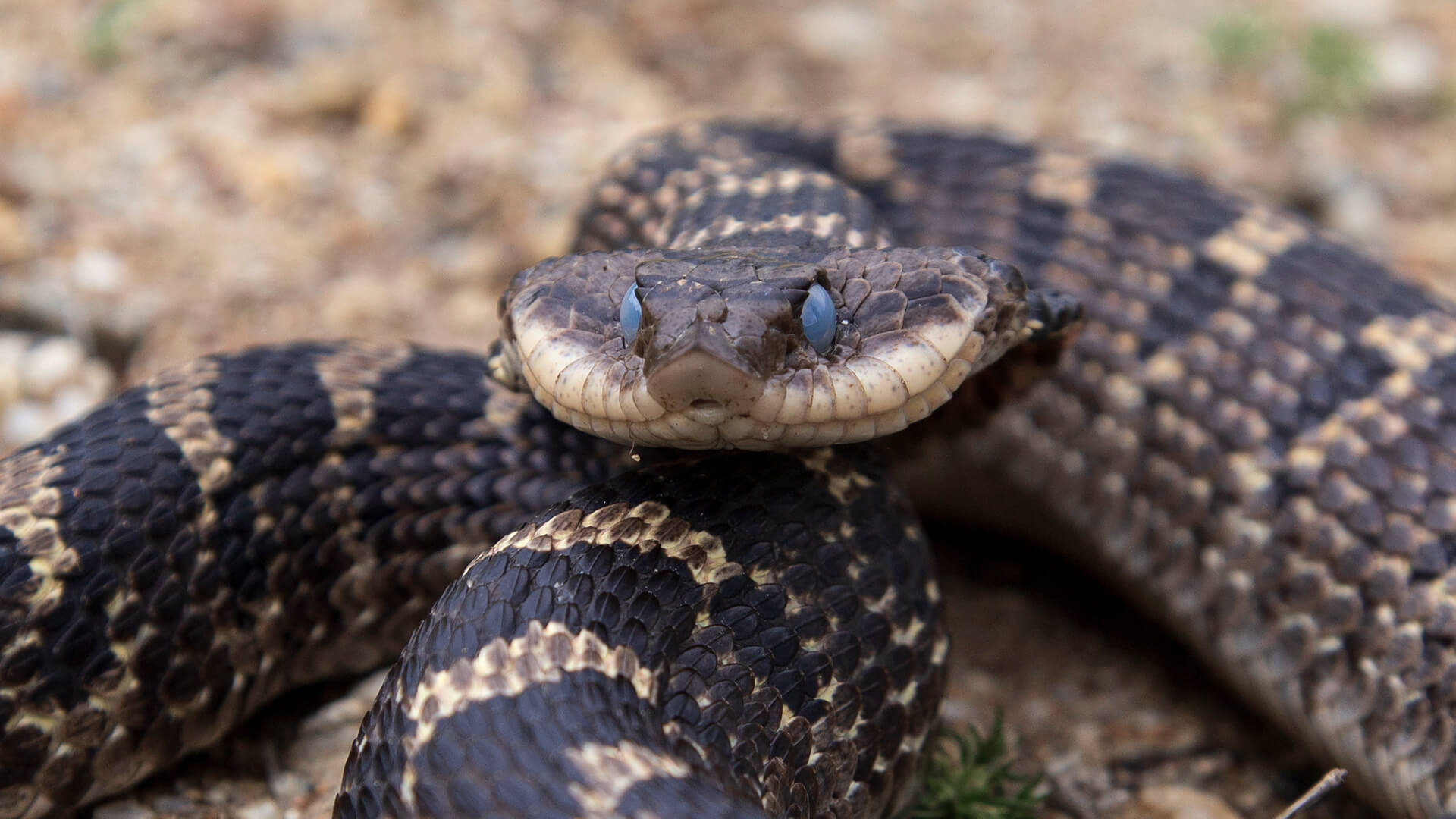 Eastern Hognose Snake