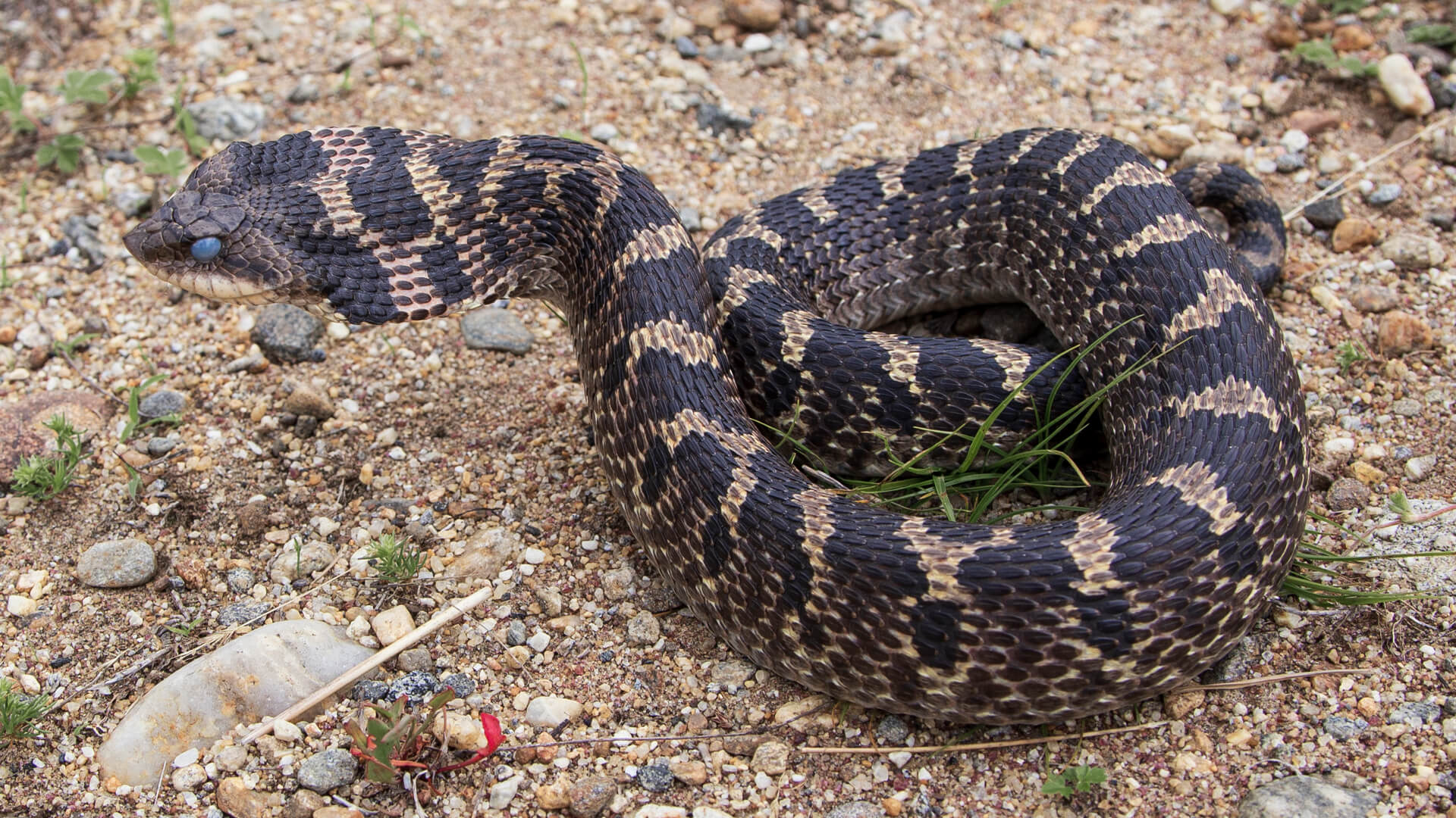 Eastern Hognose Snake
