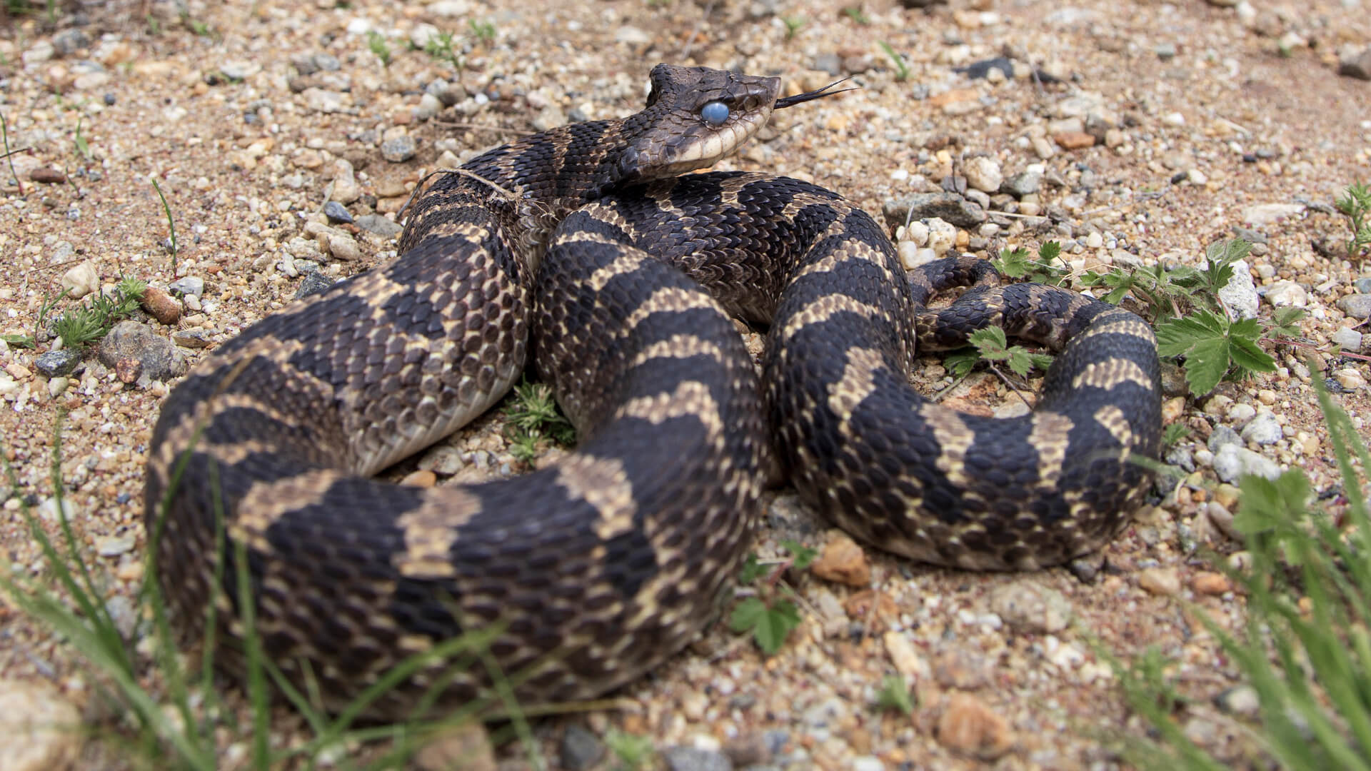 Eastern Hognose Snake
