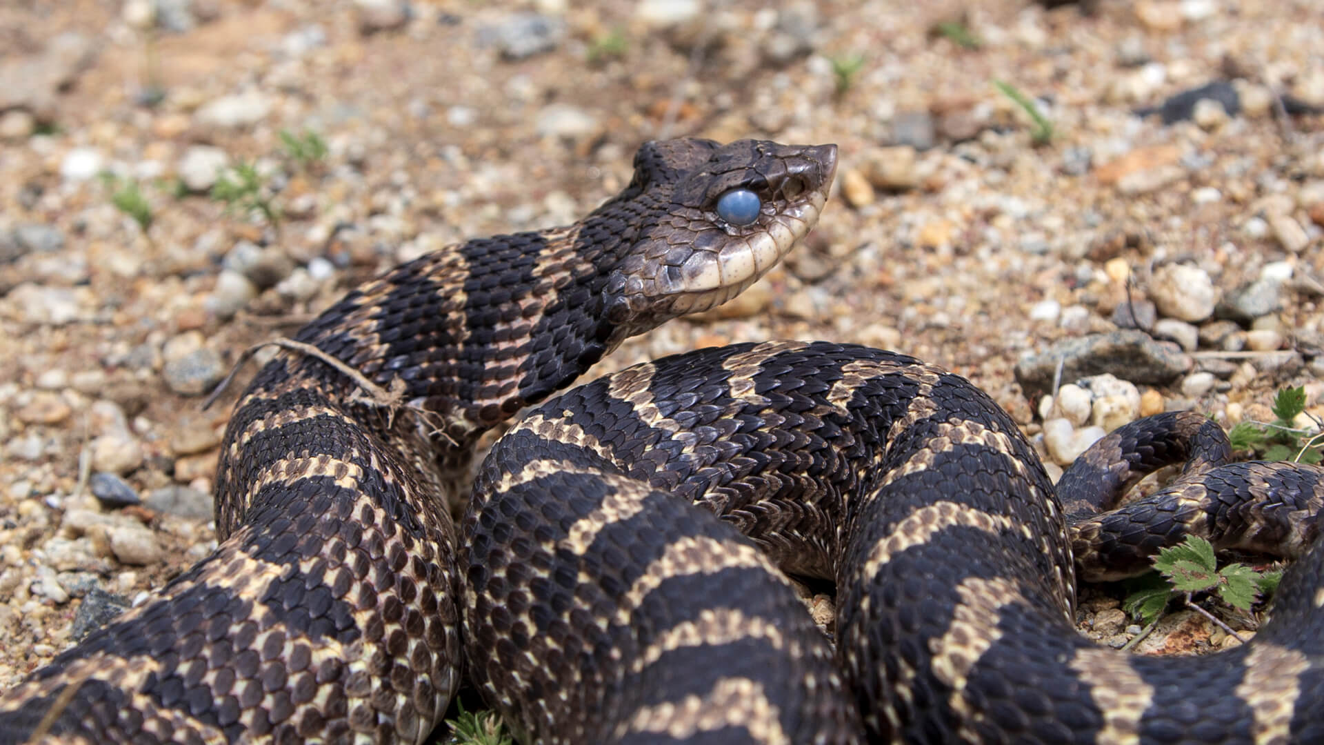 Eastern Hognose Snake