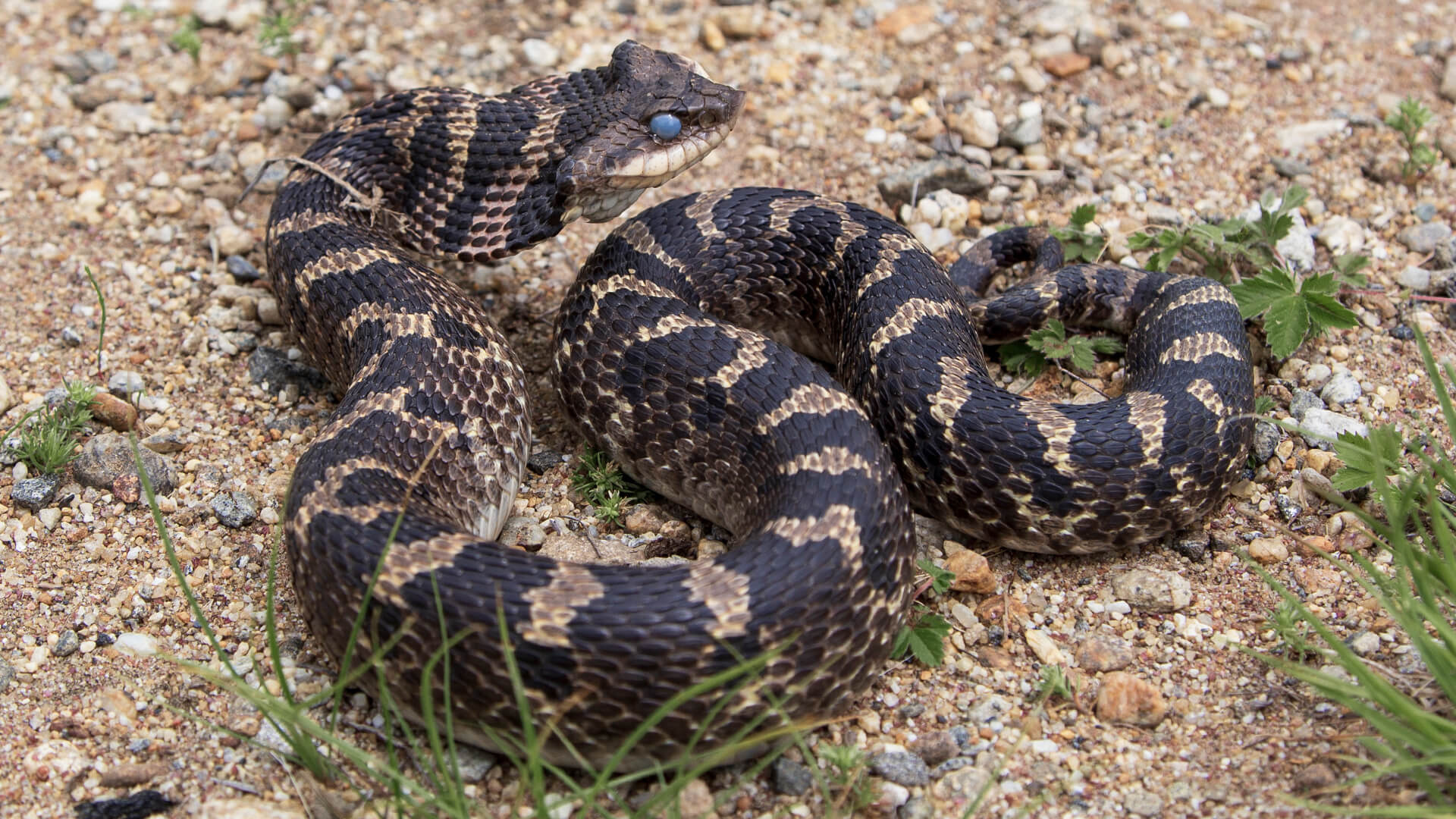 Eastern Hognose Snake
