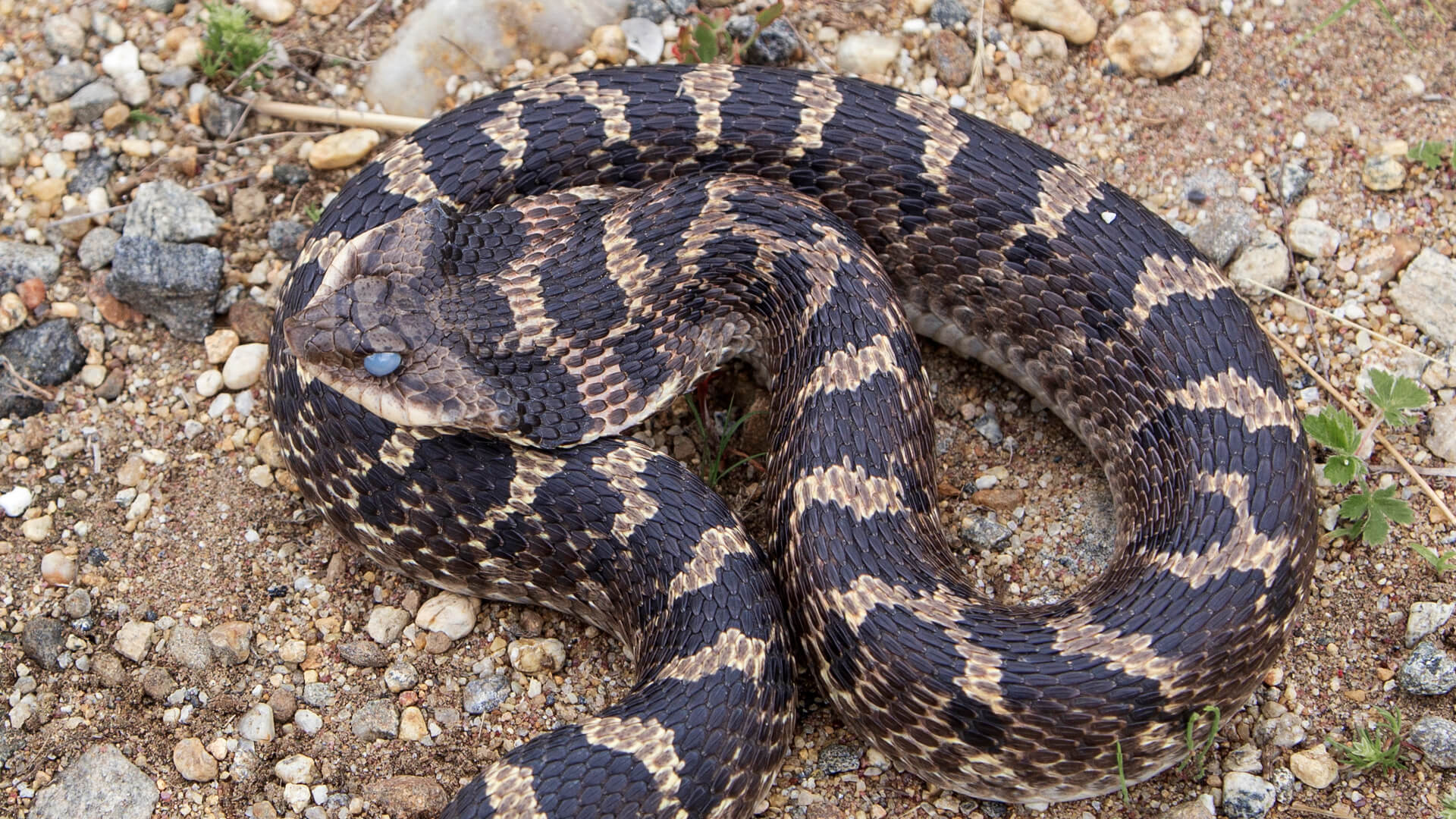 Eastern Hognose Snake