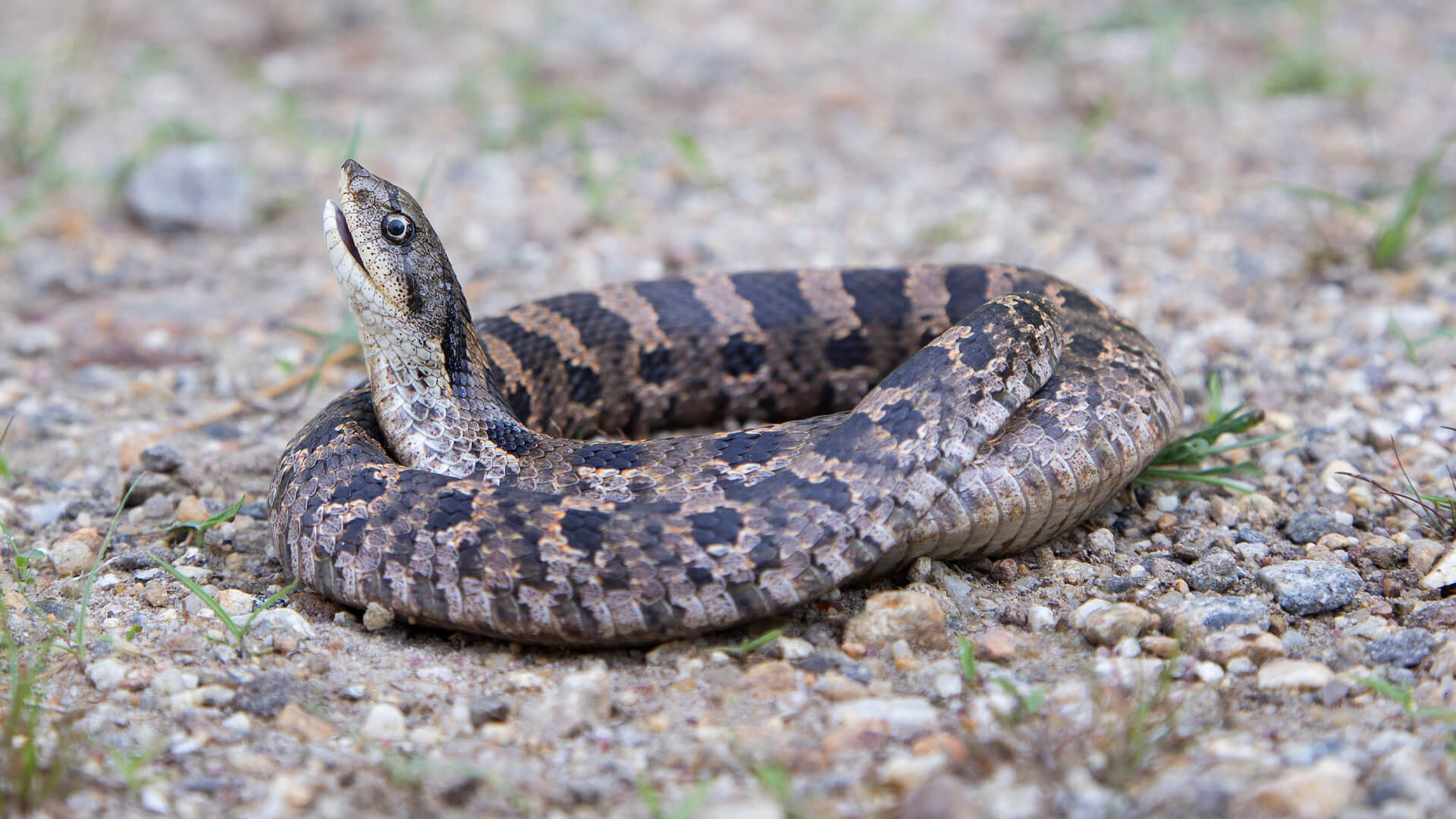 Eastern Hognose Snake