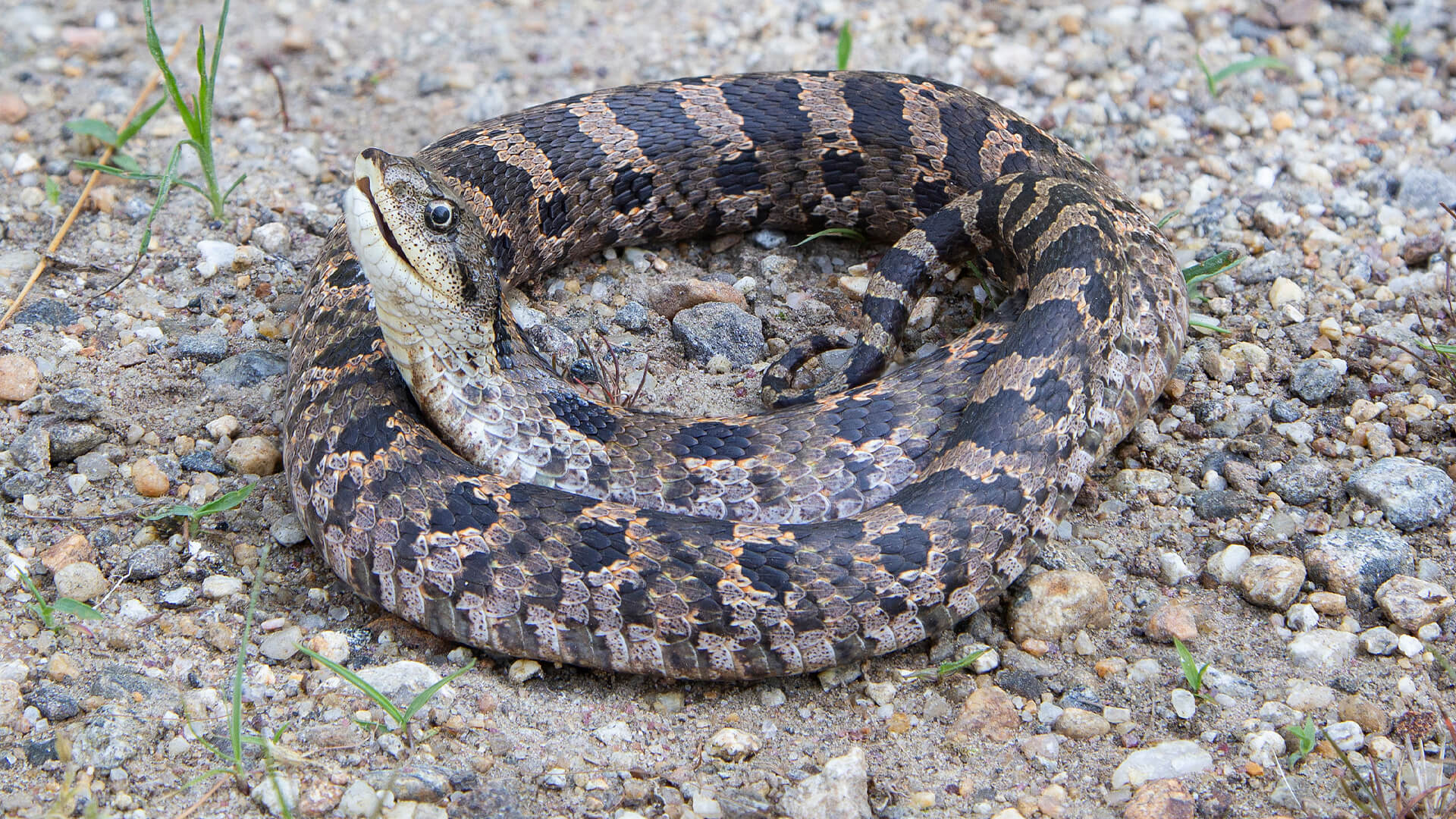Eastern Hognose Snake