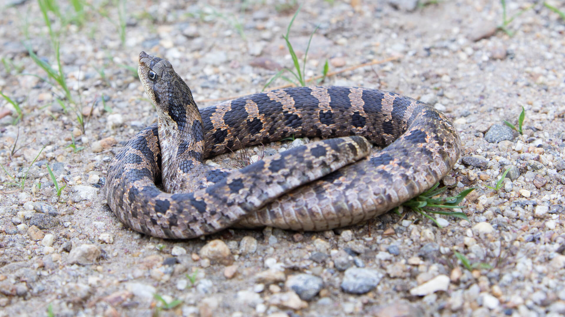 Eastern Hognose Snake