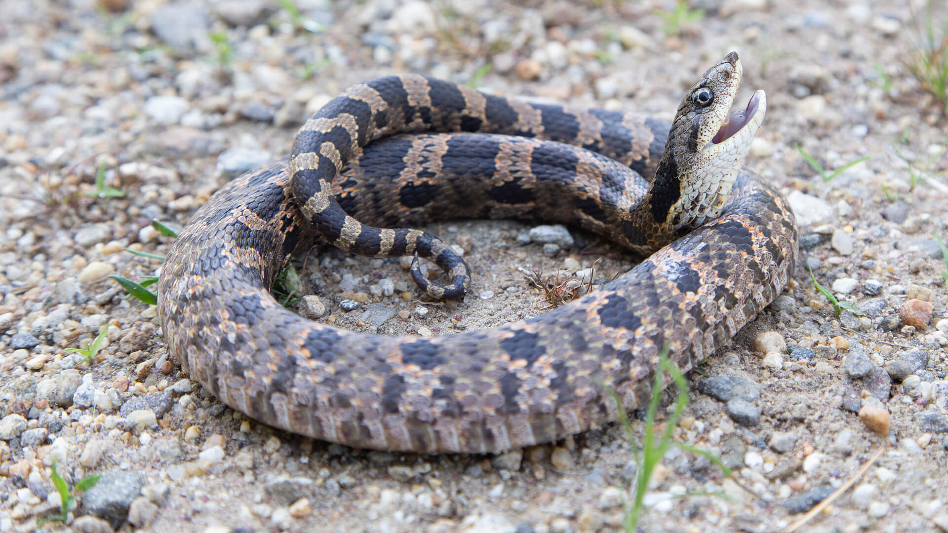 Eastern Hognose Snake