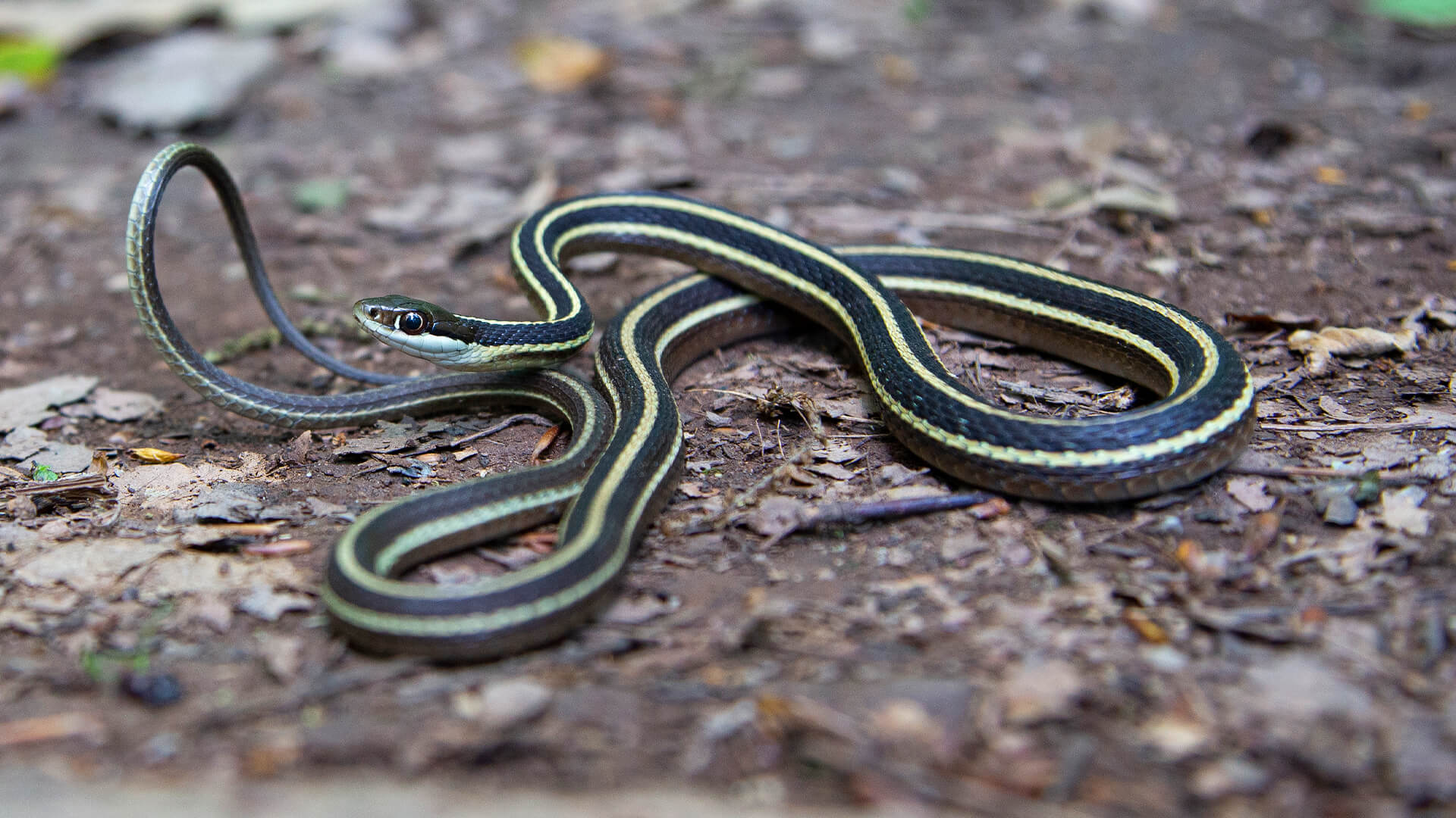 Eastern Ribbon Snake