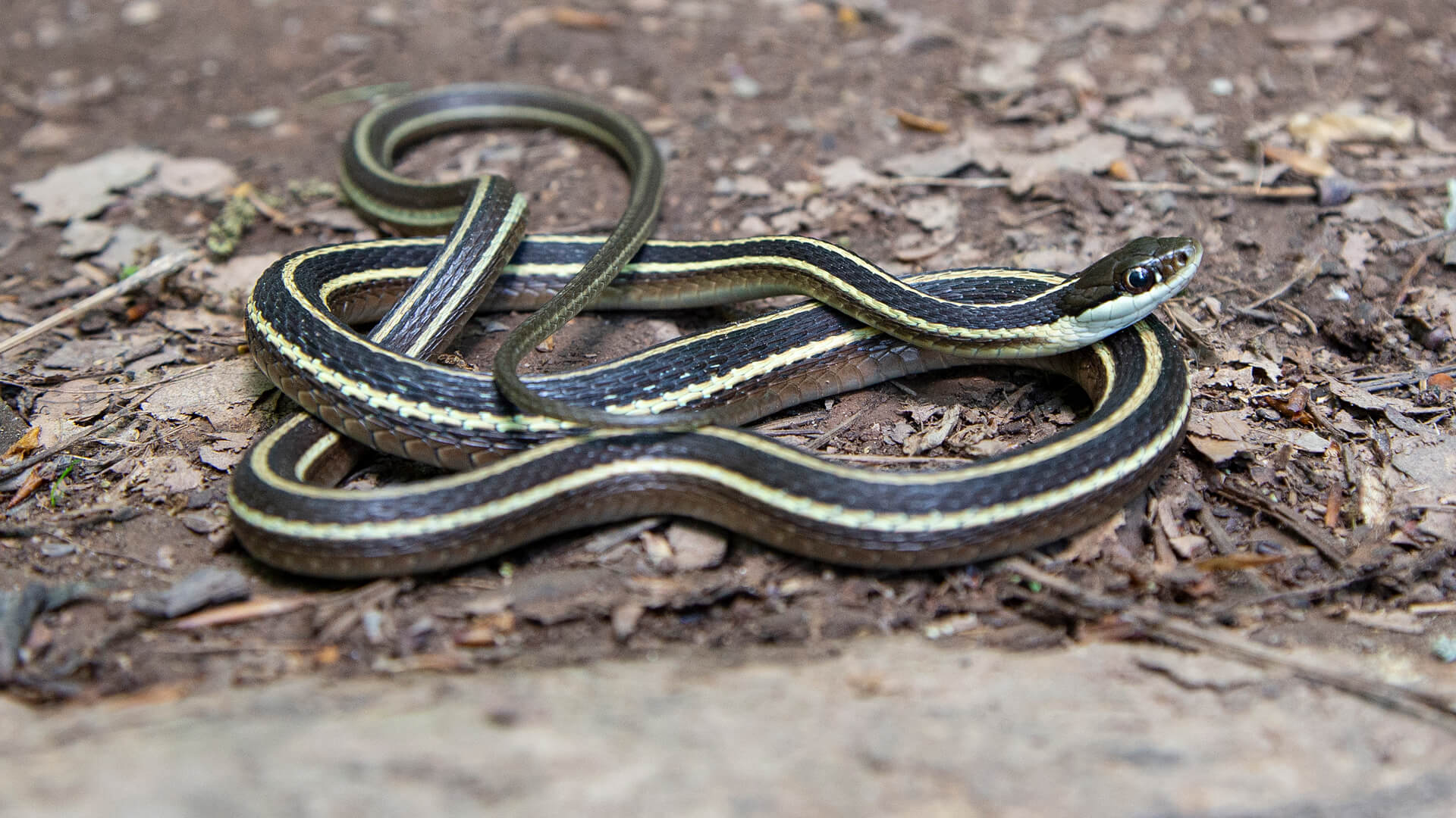 Eastern Ribbon Snake