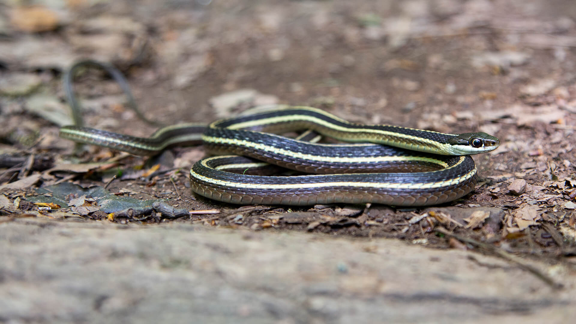 Eastern Ribbon Snake