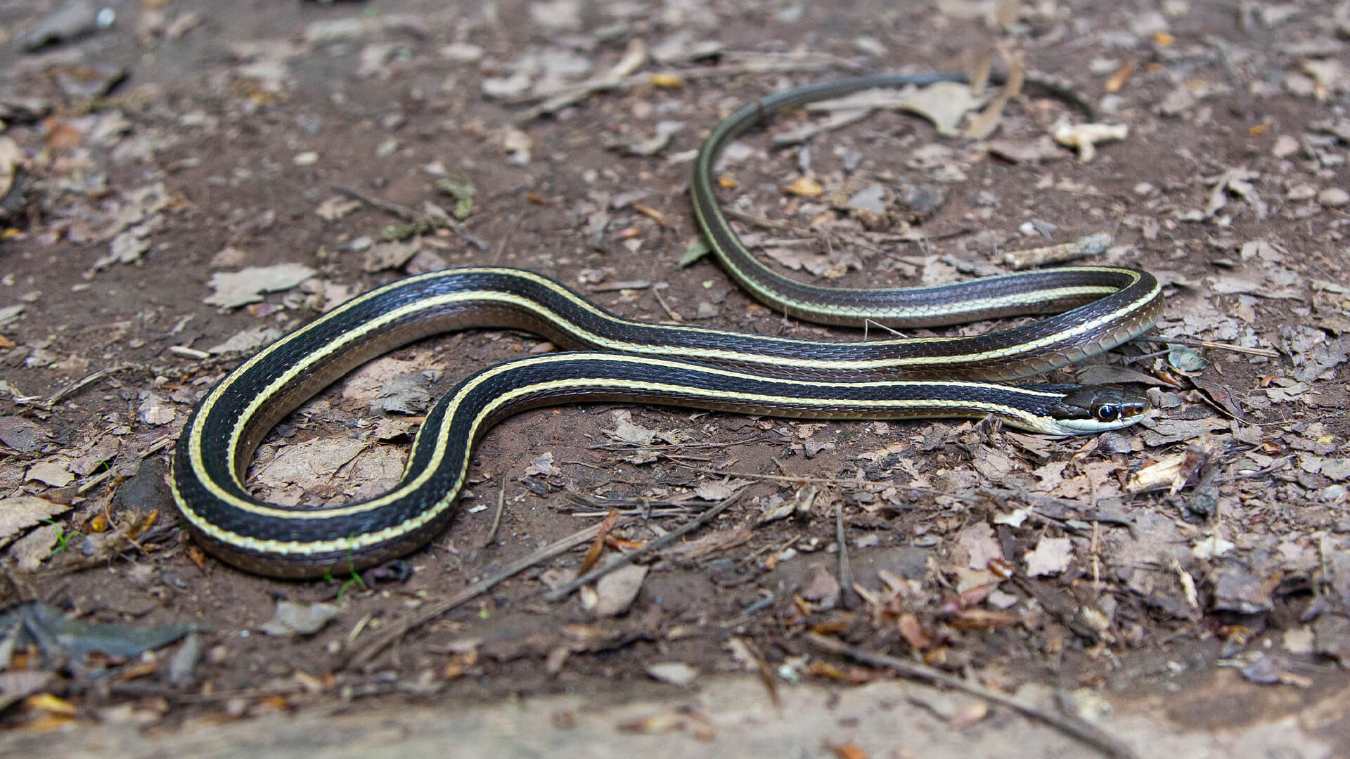 Eastern Ribbon Snake