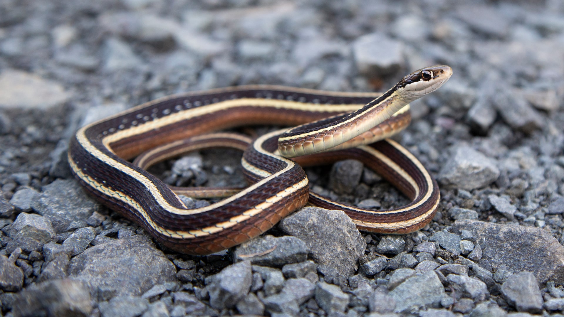 Eastern Ribbon Snake