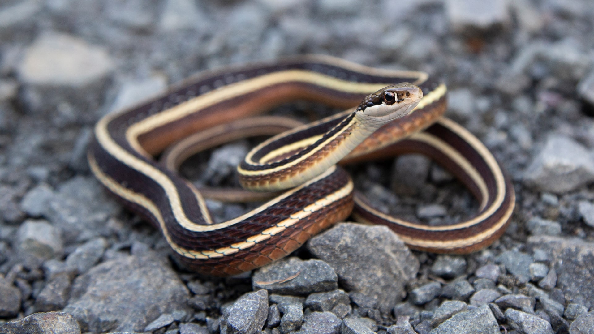 Eastern Ribbon Snake
