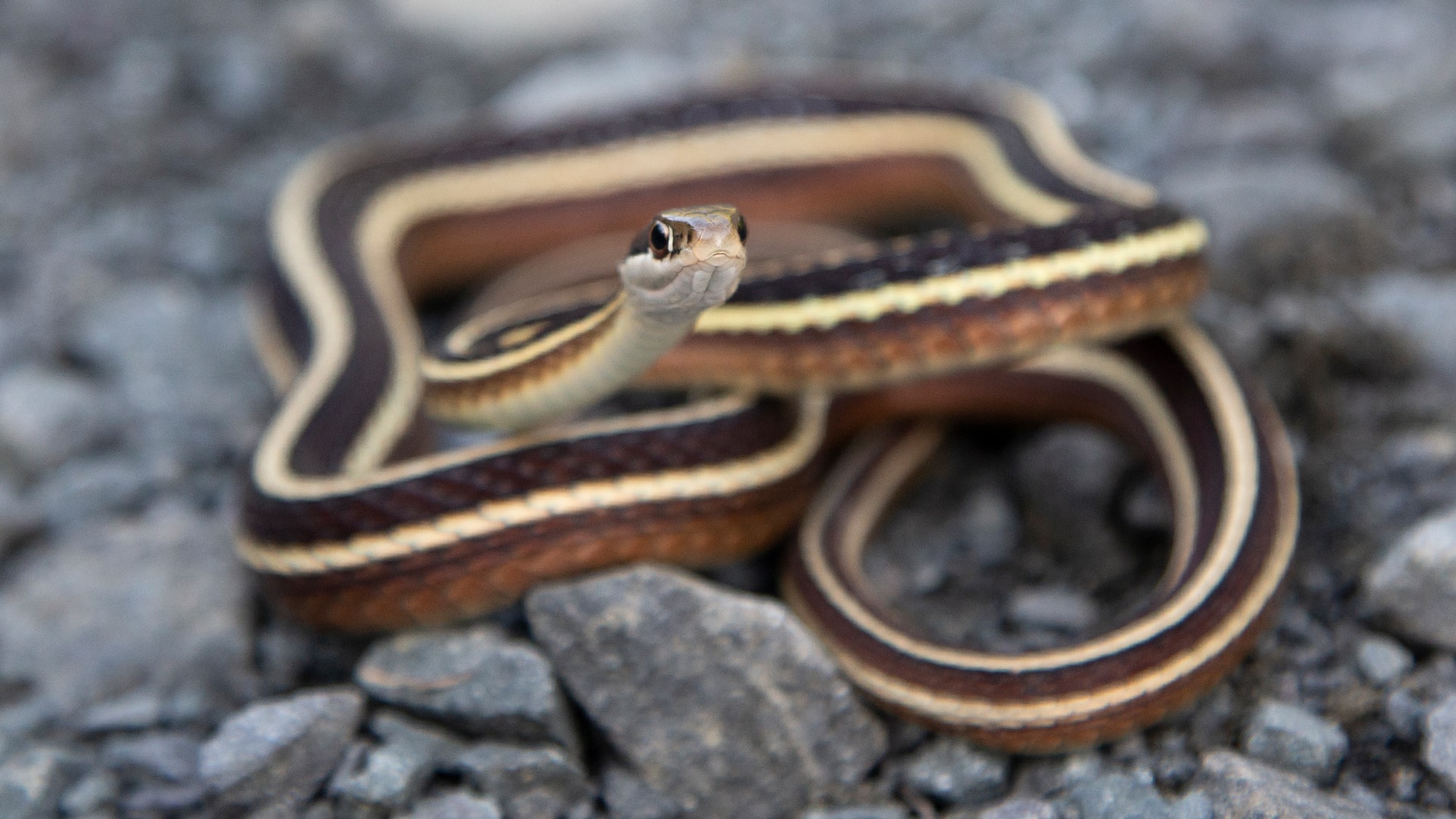 Eastern Ribbon Snake
