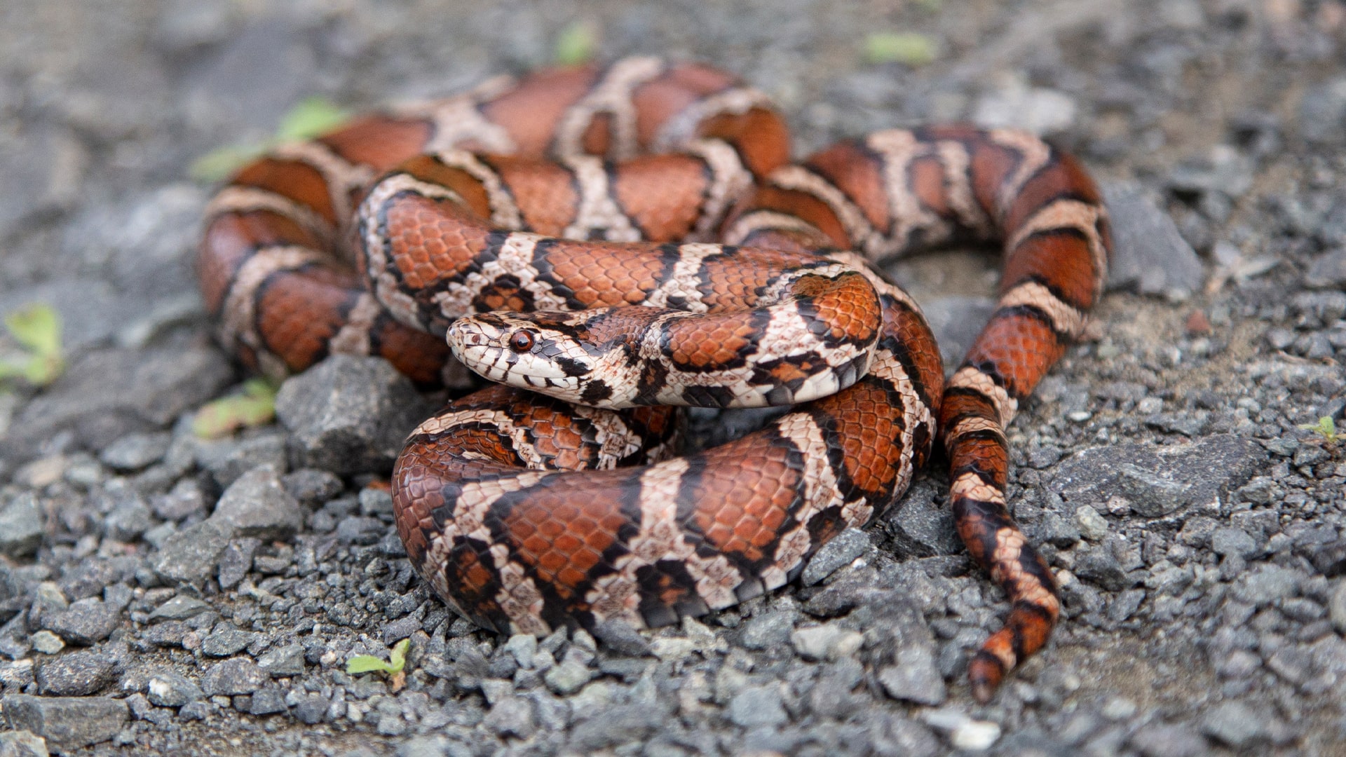Eastern Milk Snake