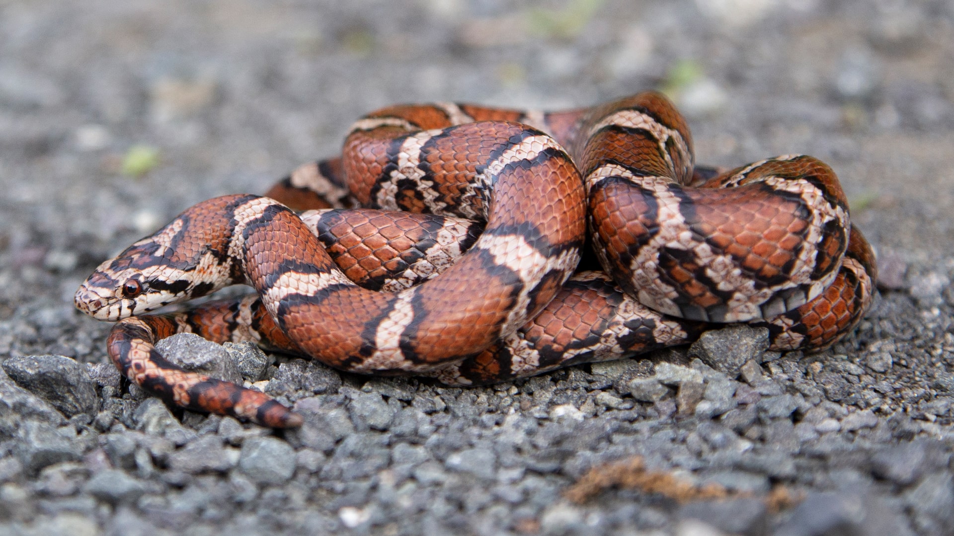 Eastern Milk Snake