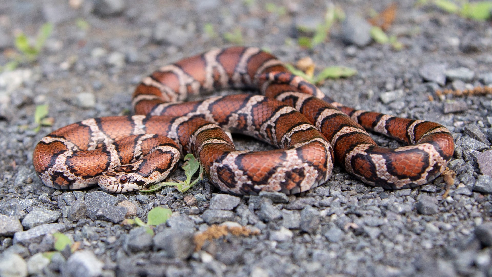 Eastern Milk Snake