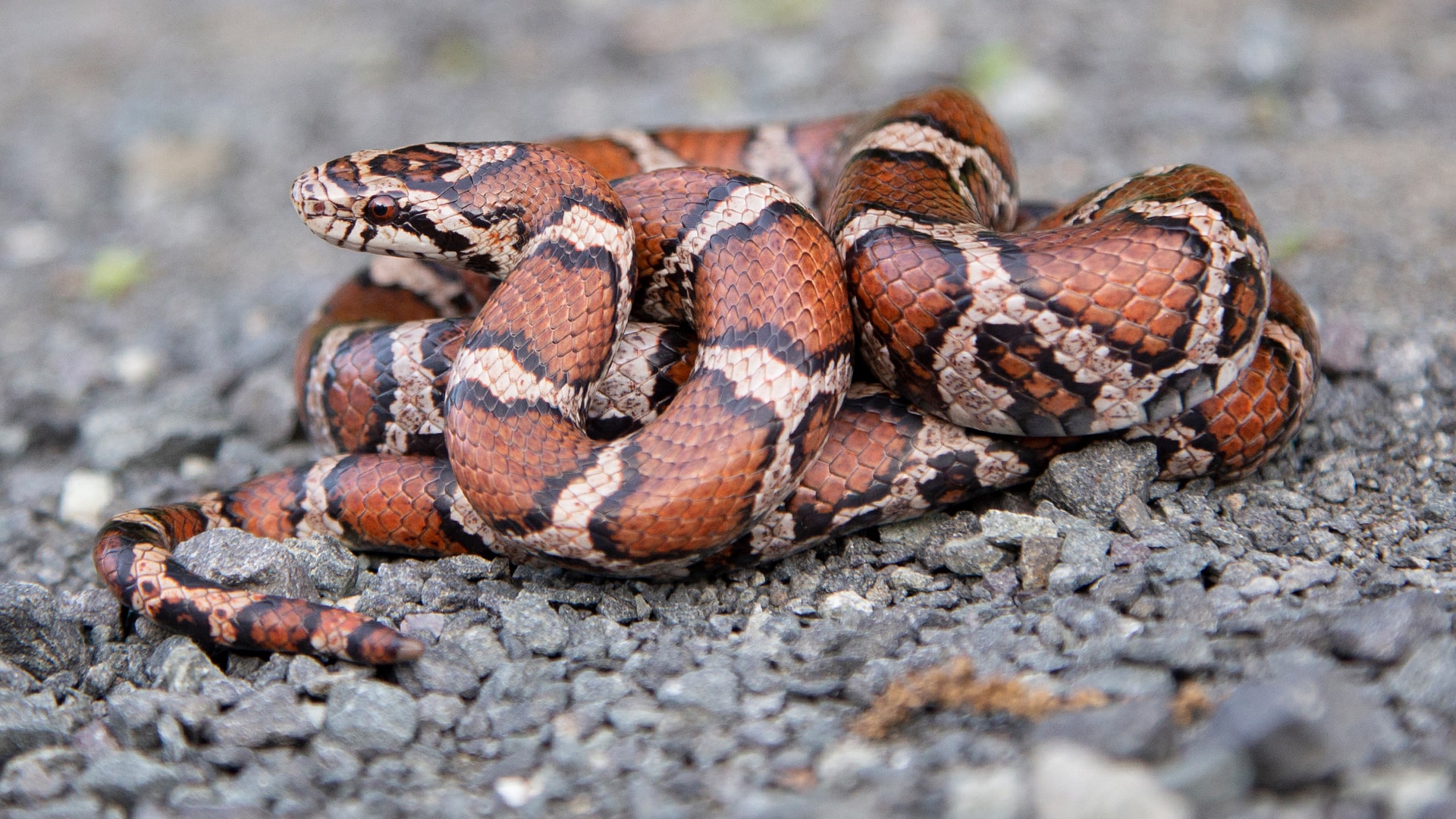 Eastern Milk Snake