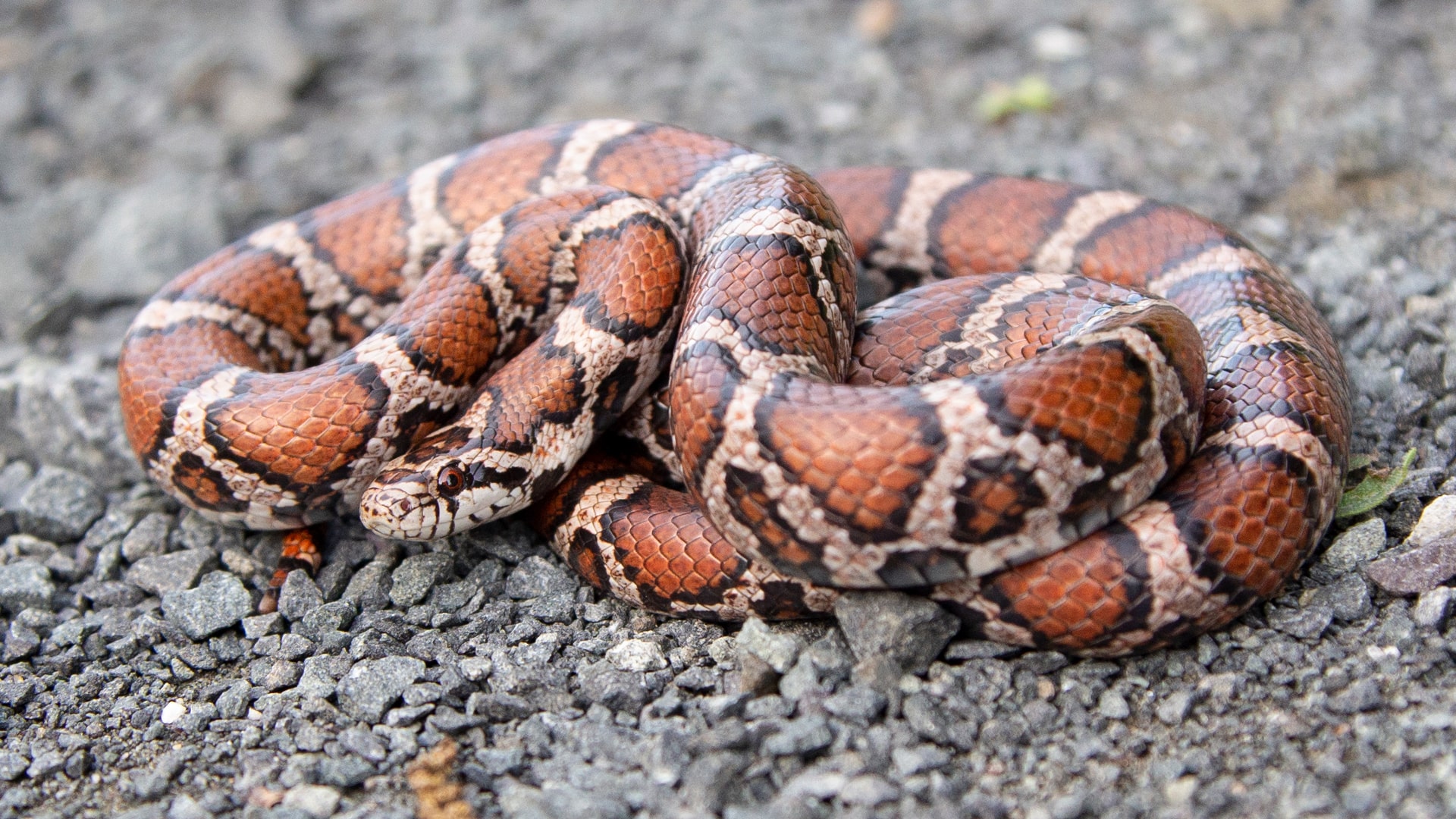 Eastern Milk Snake