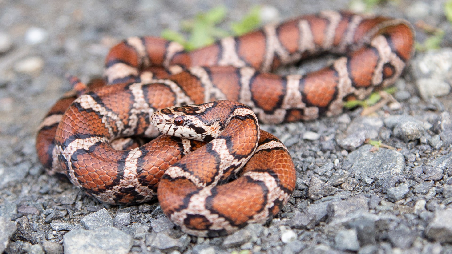 Eastern Milk Snake