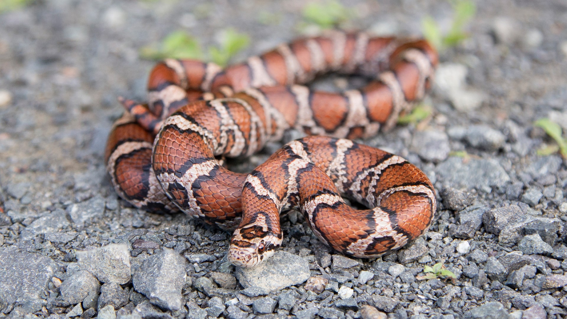 Eastern Milk Snake