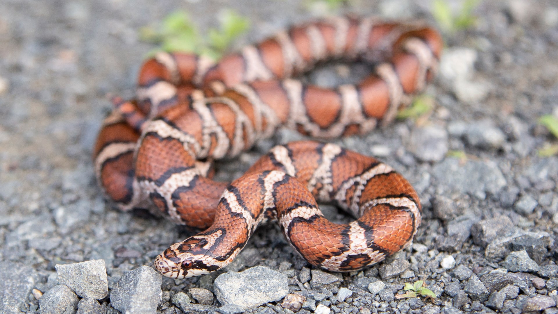 Eastern Milk Snake