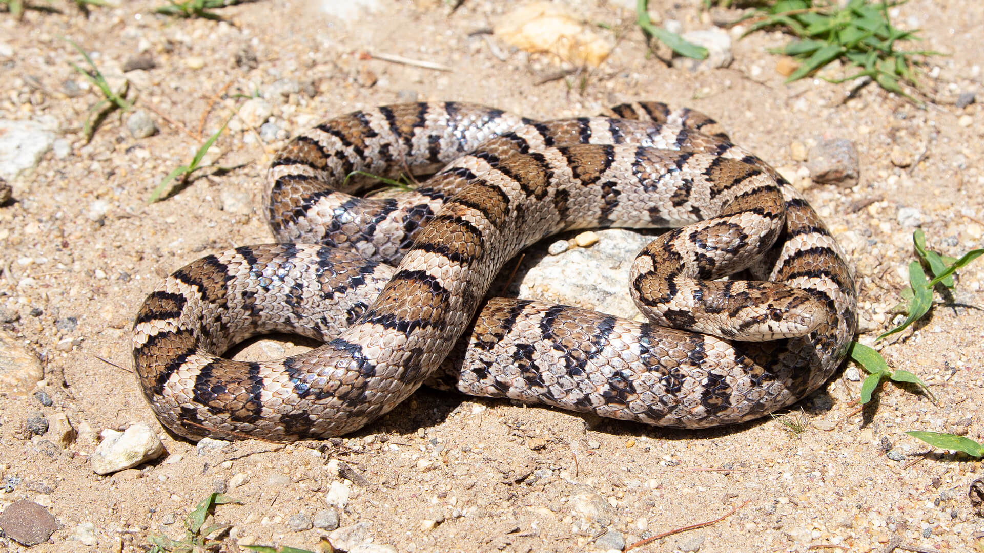 Eastern Milk Snake