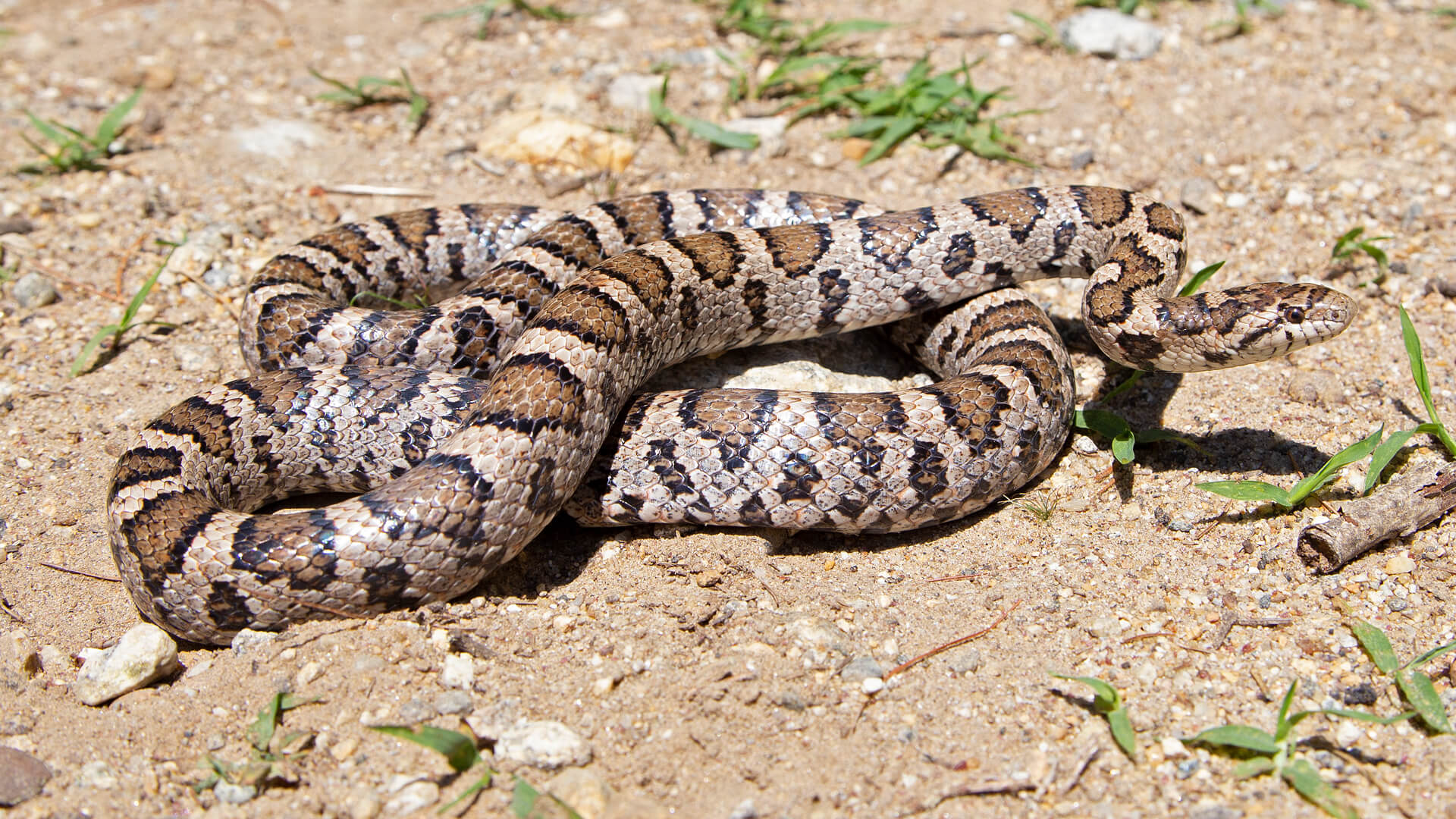Eastern Milk Snake