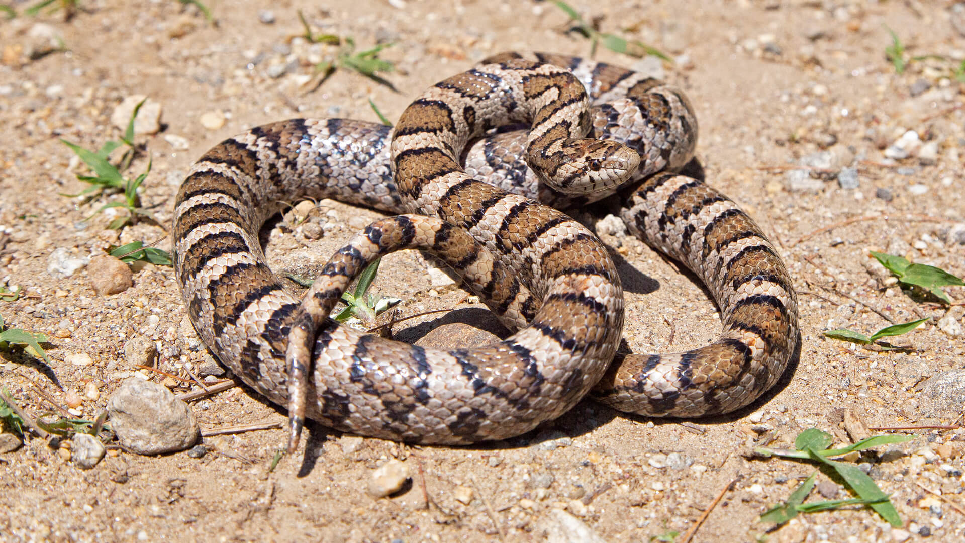 Eastern Milk Snake