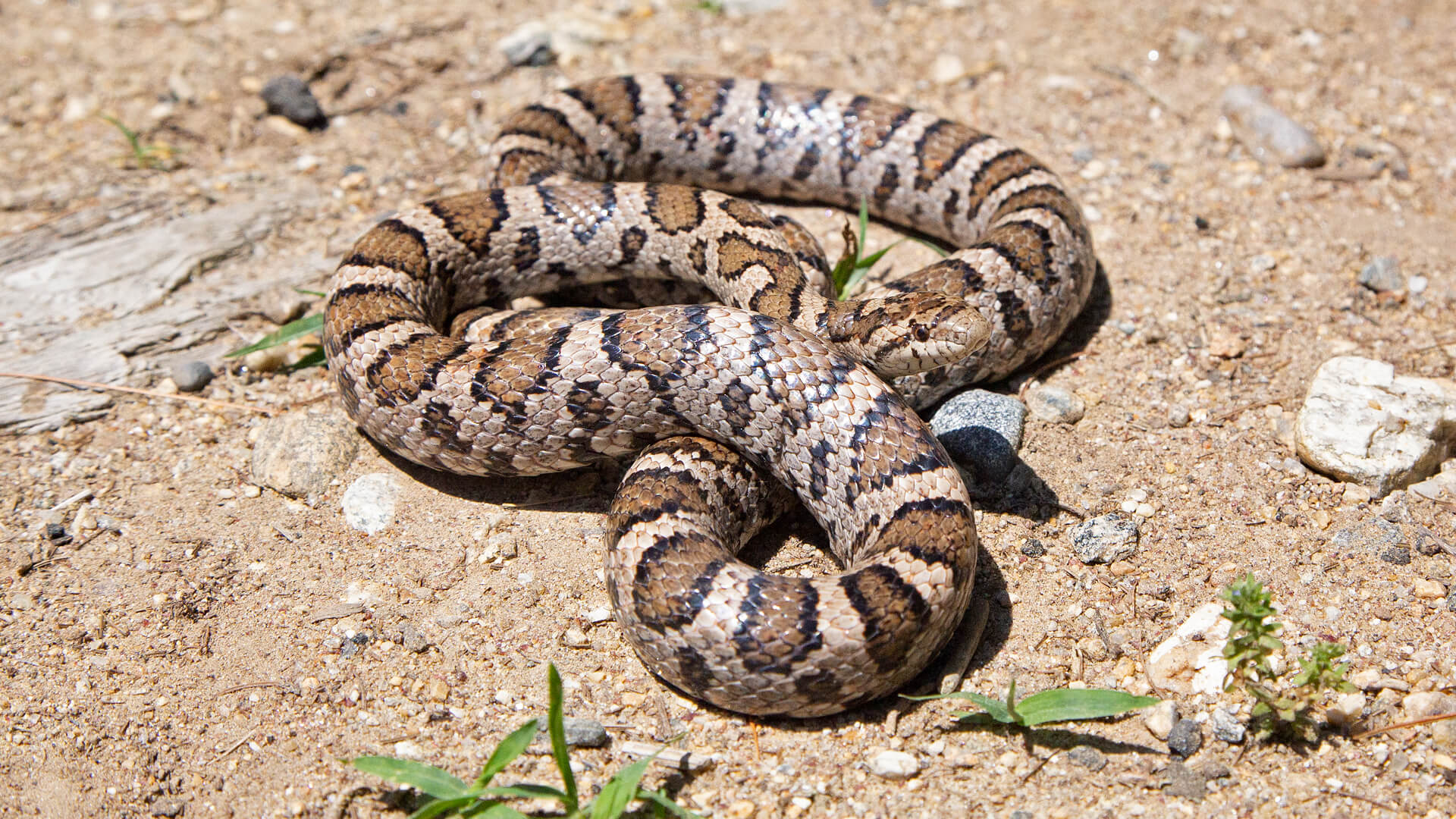 Eastern Milk Snake