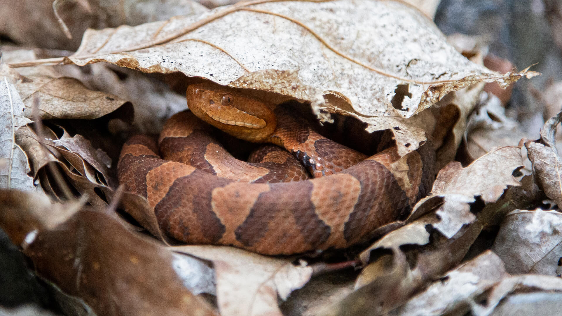 Eastern Copperhead