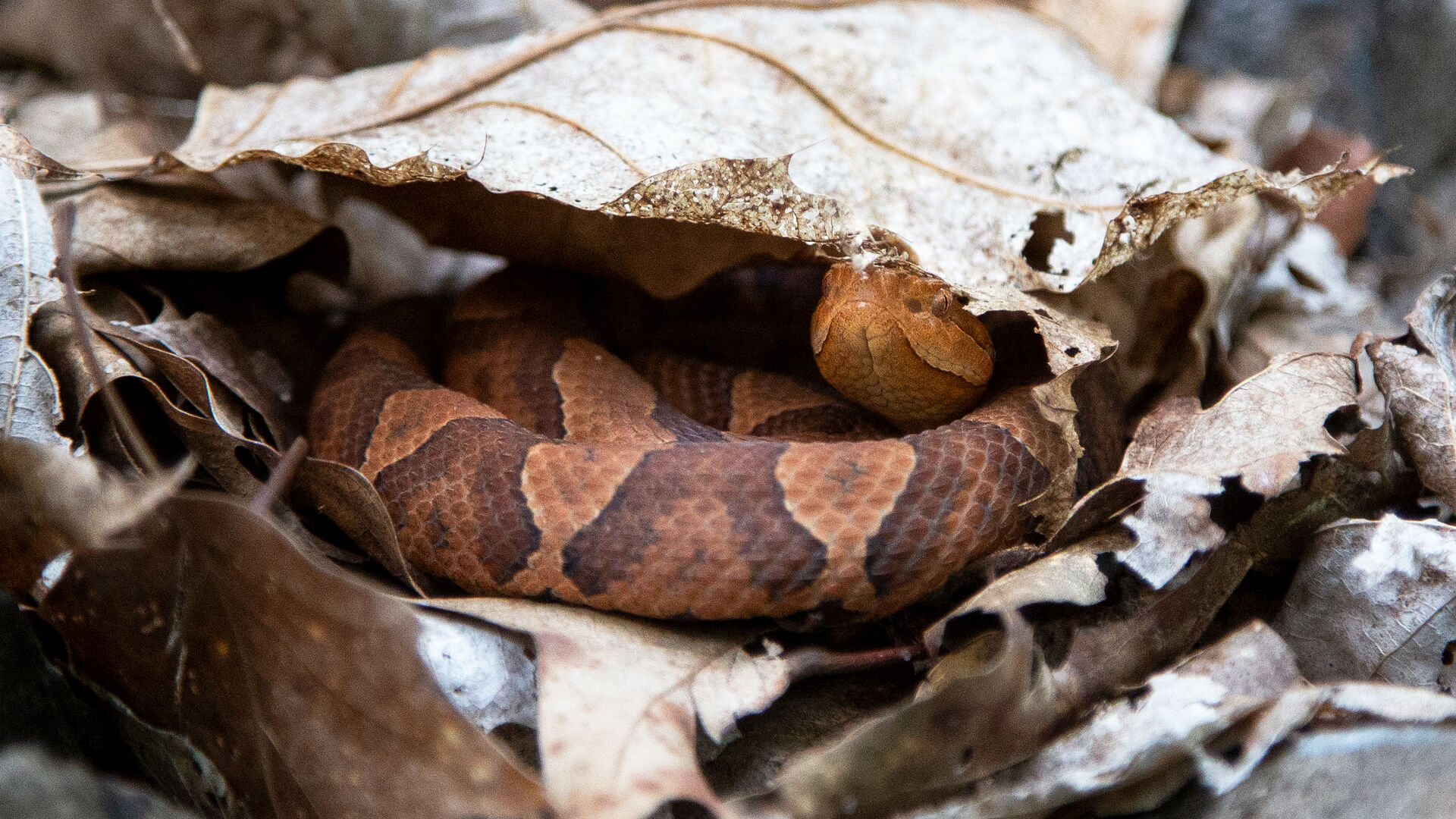 Eastern Copperhead