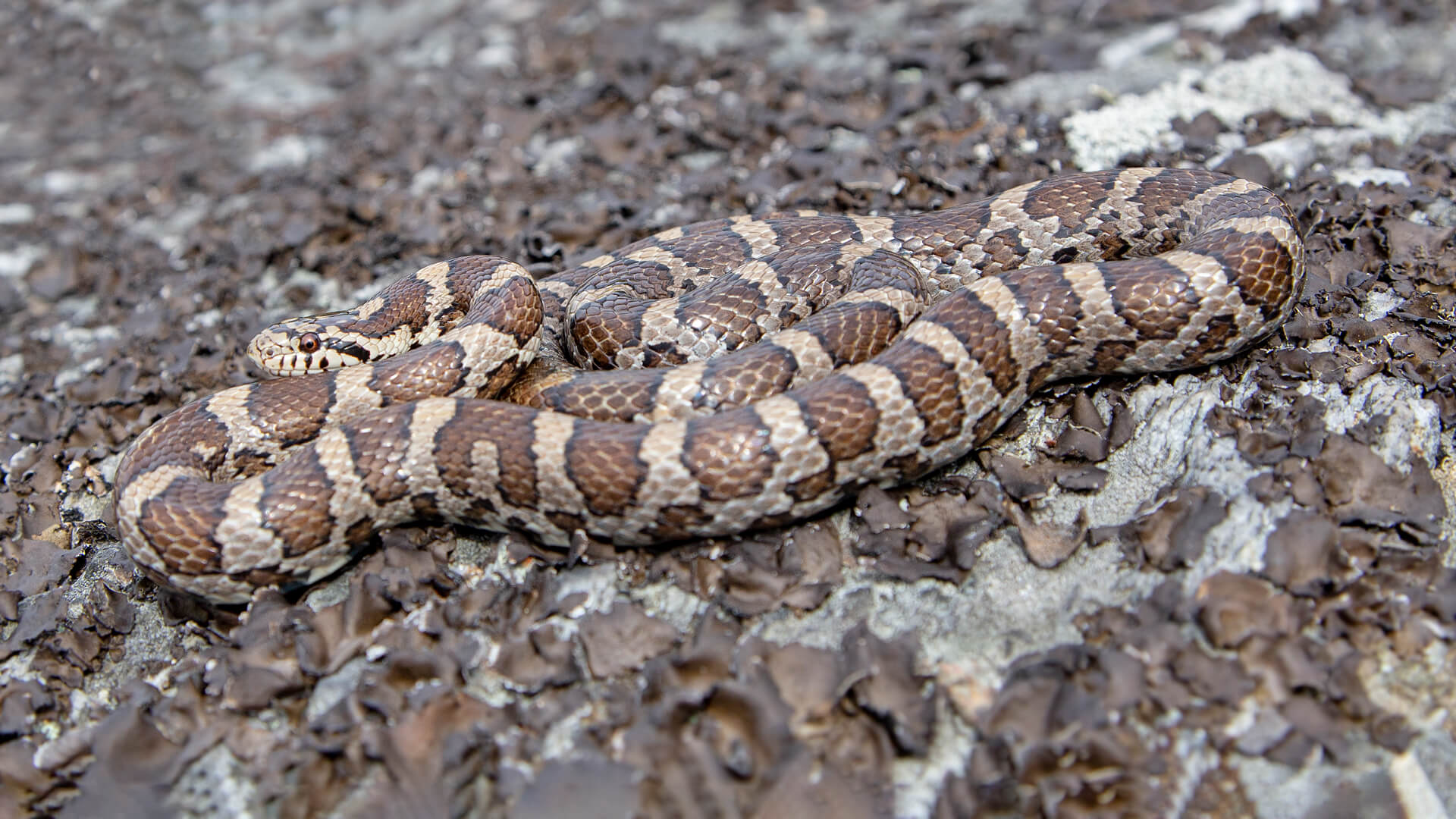 Eastern Milk Snake