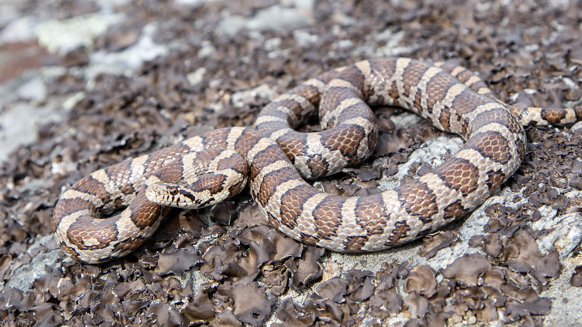 Eastern Milk Snake