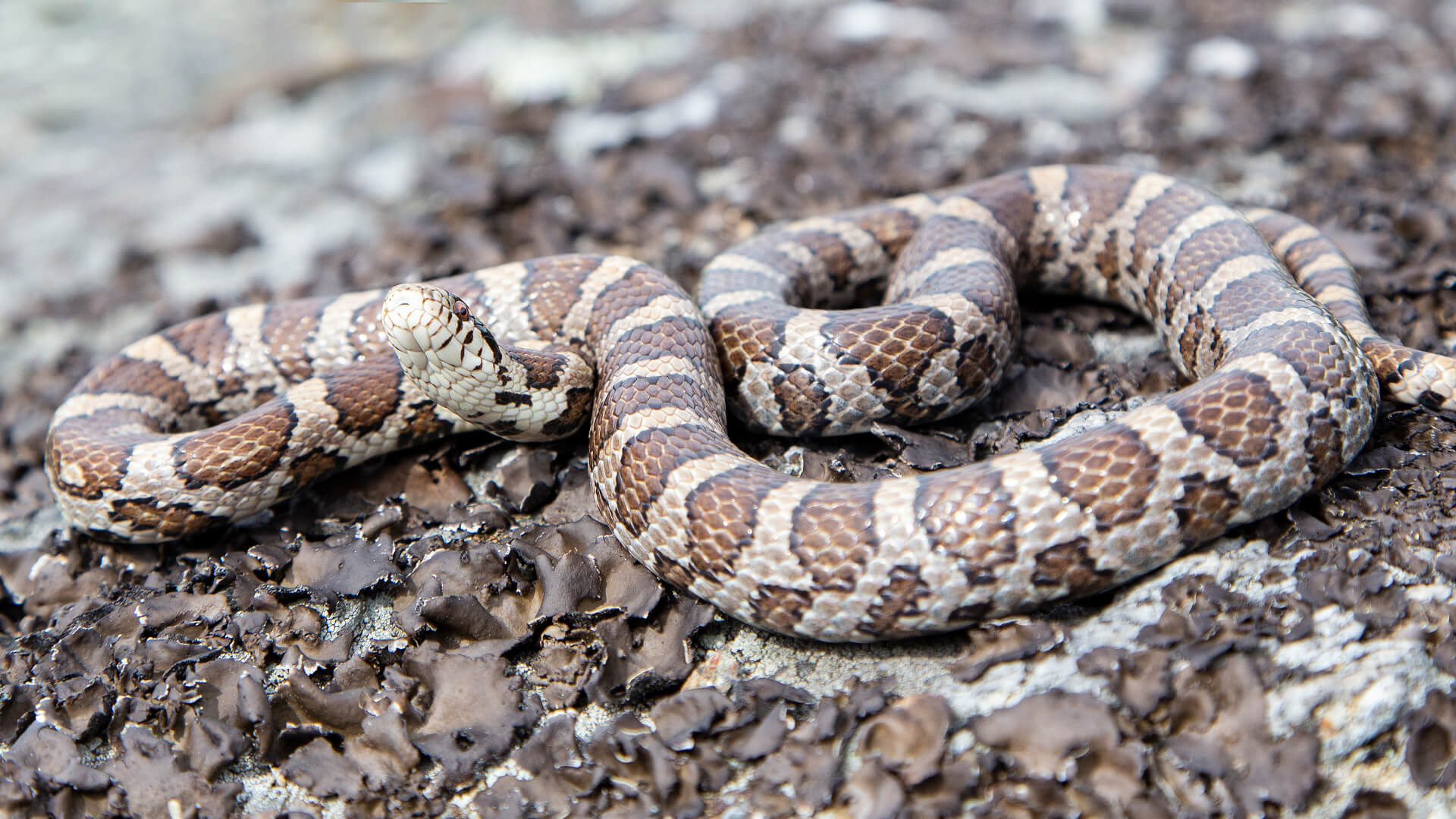 Eastern Milk Snake