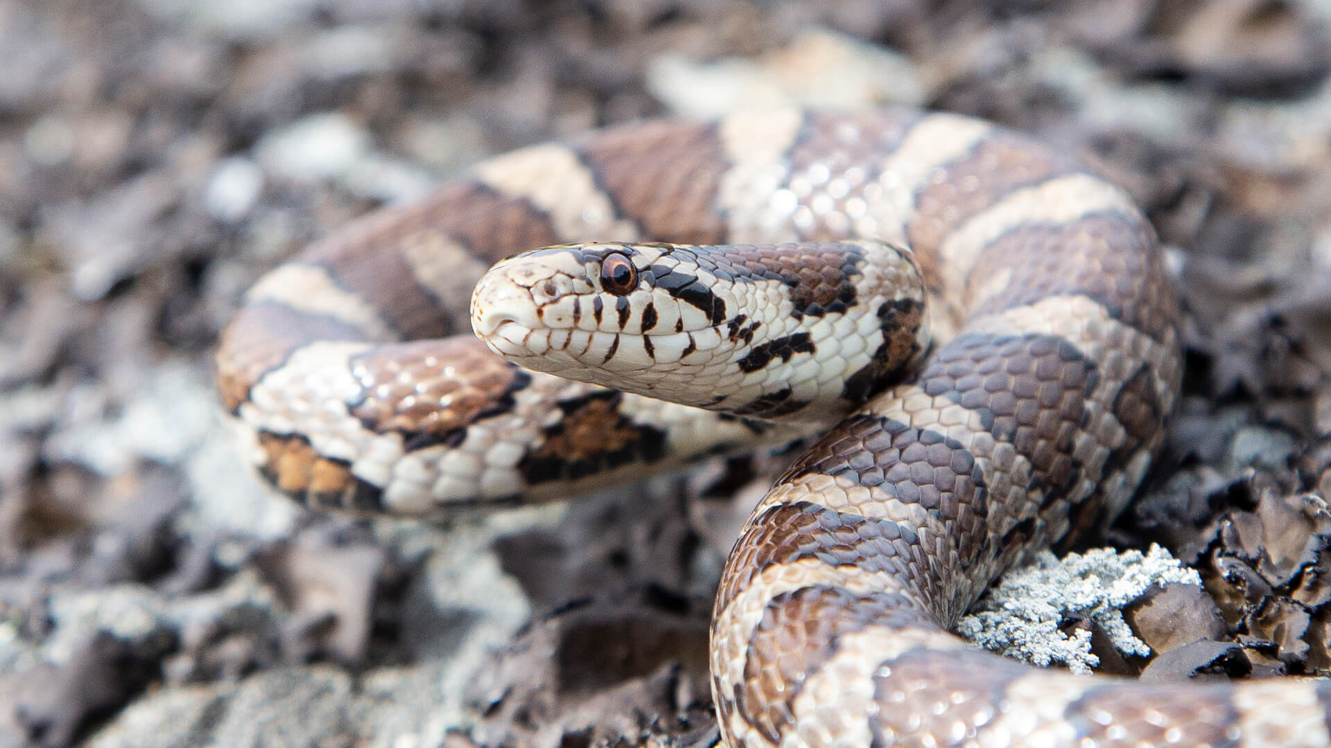 Eastern Milk Snake