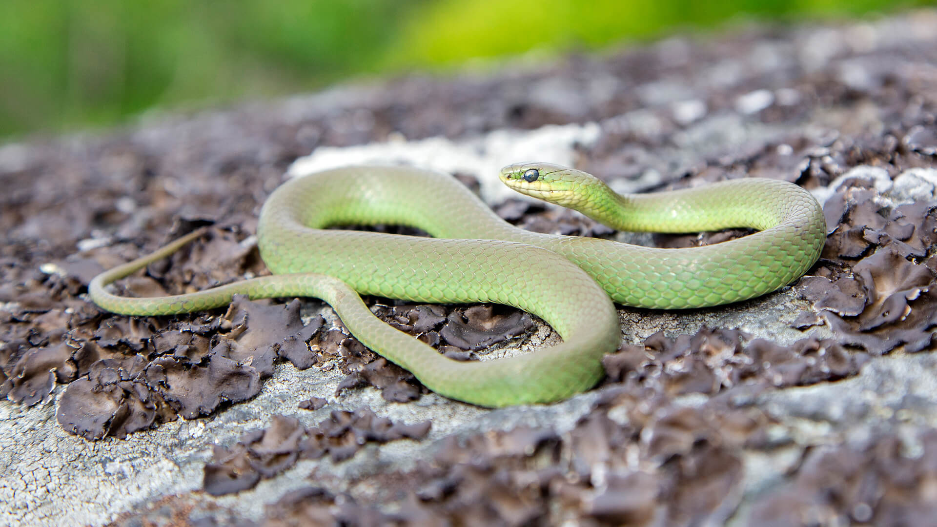 Smooth Green Snake