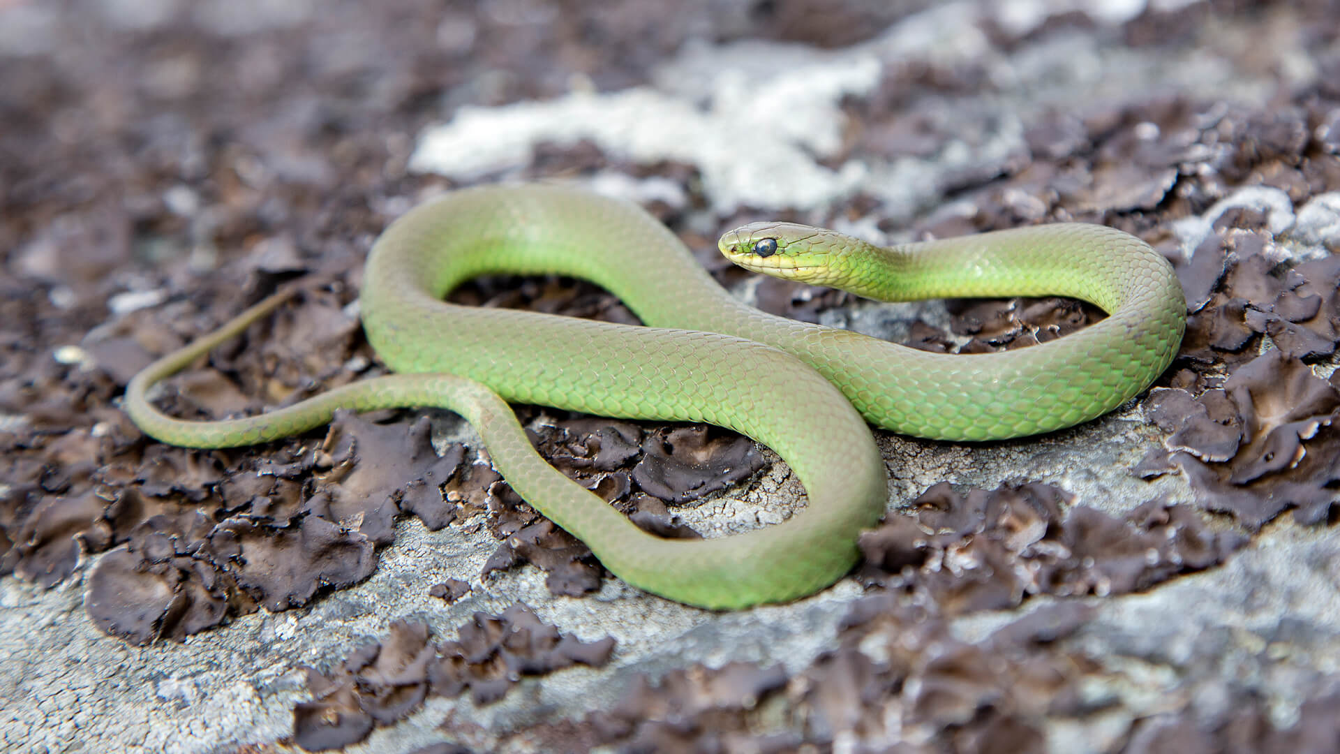 Smooth Green Snake