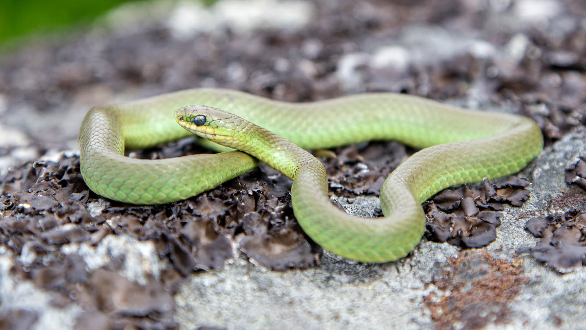 Smooth Green Snake