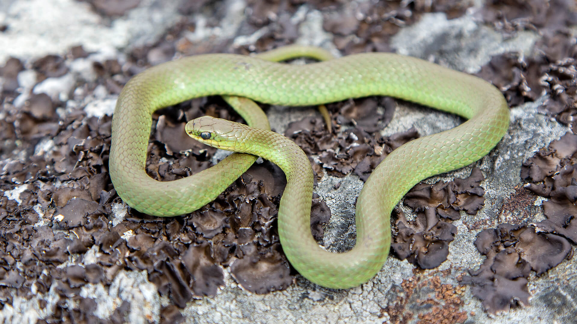 Smooth Green Snake