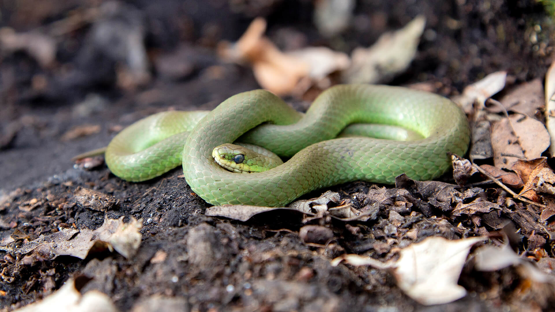 Smooth Green Snake in situ