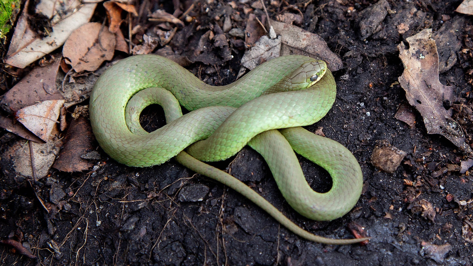 Smooth Green Snake in-situ