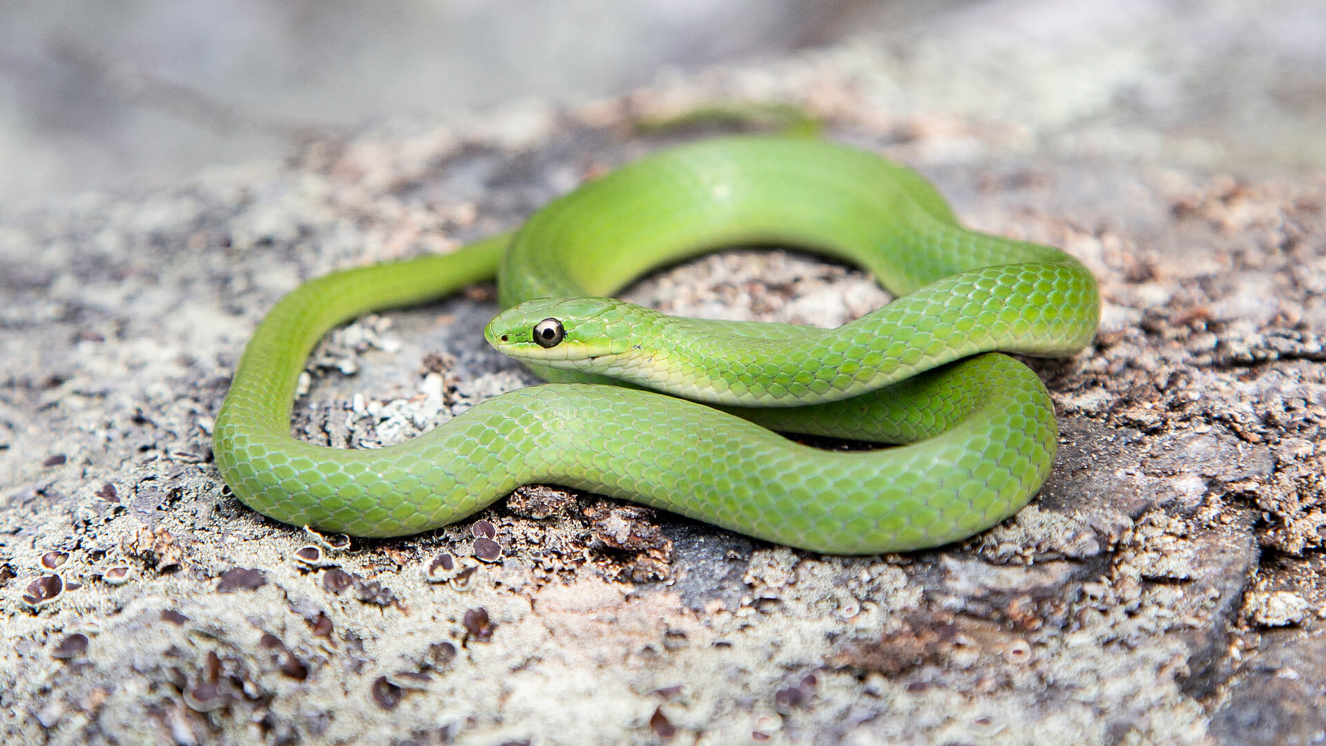 Smooth Green Snake