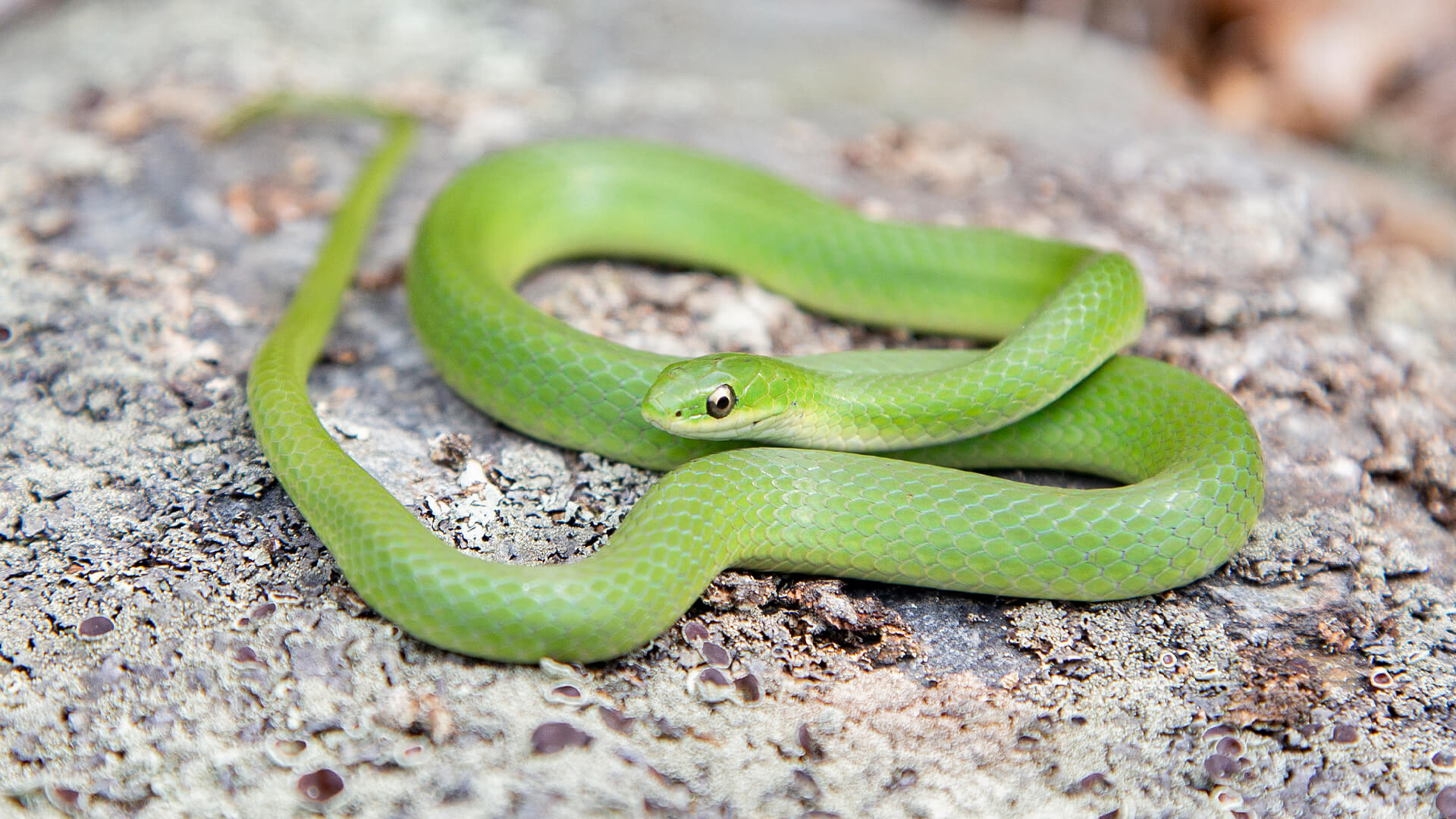 Smooth Green Snake
