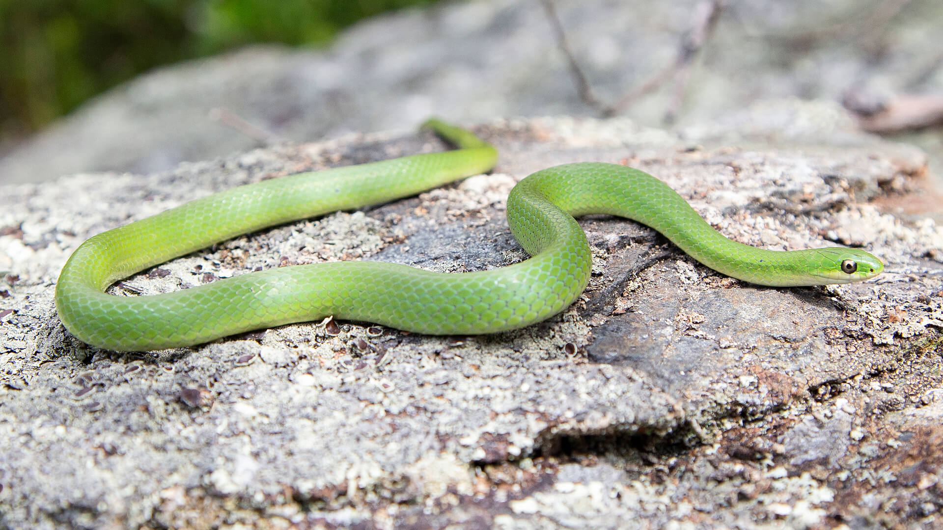 Smooth Green Snake