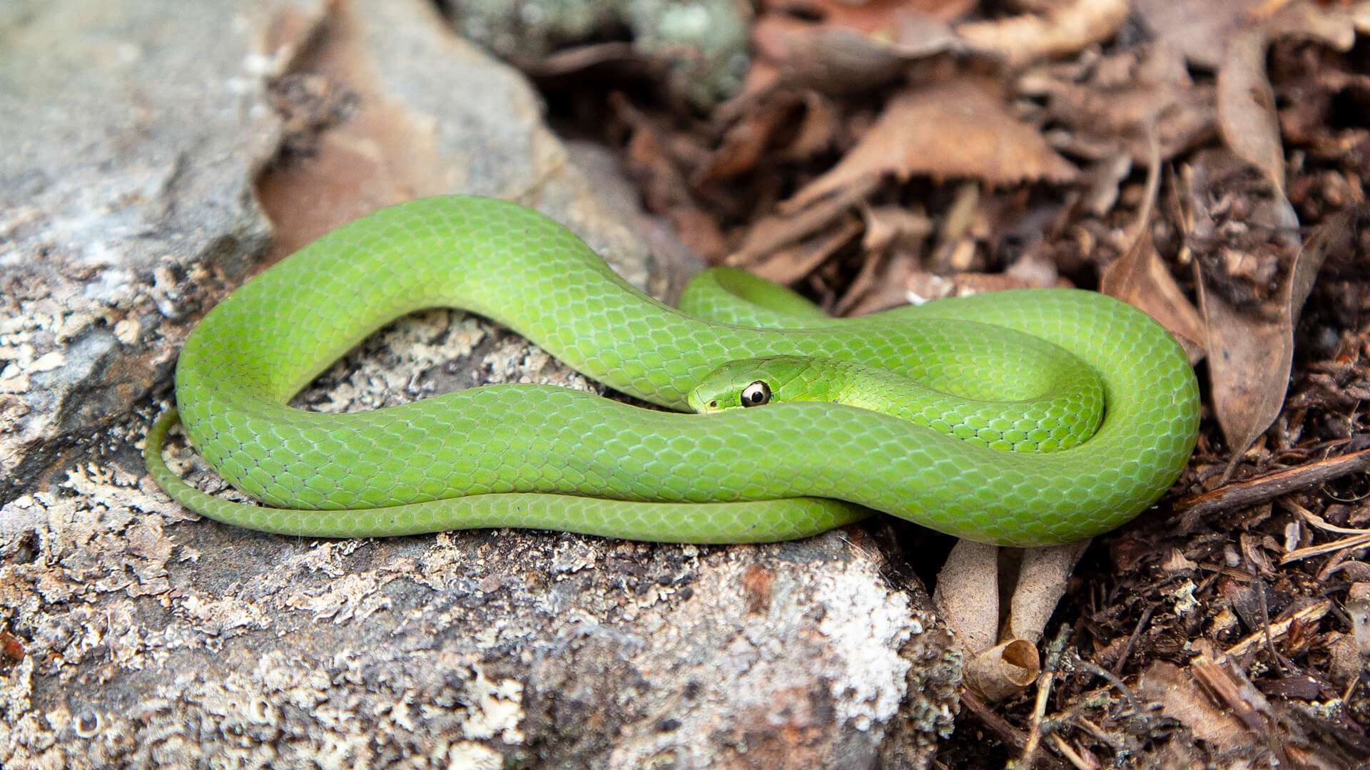 Smooth Green Snake in situ