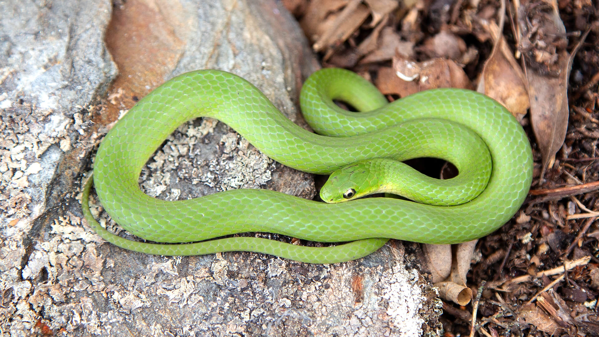 Smooth Green Snake in situ